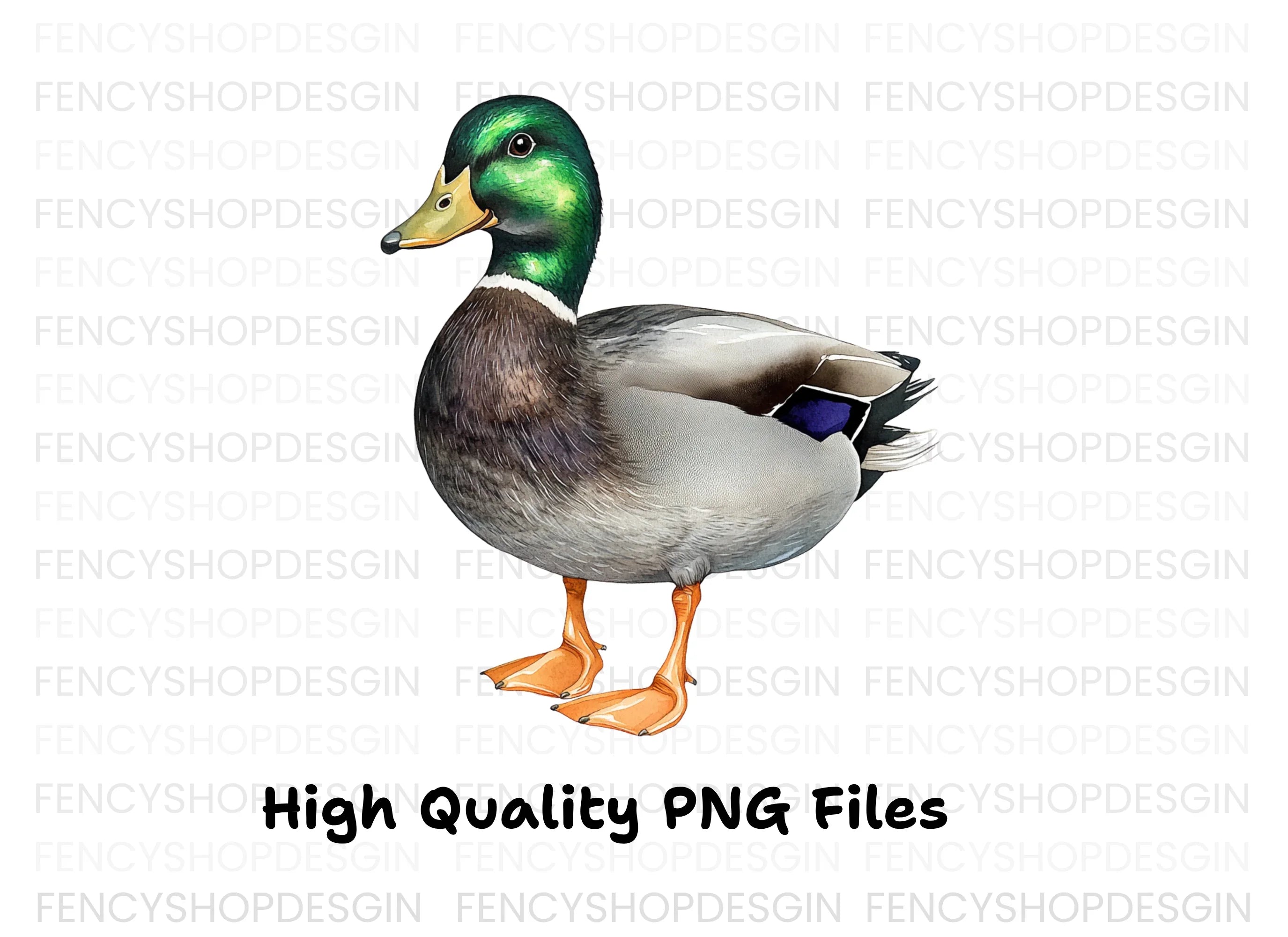 Realistic Mallard Duck Clipart Bundle