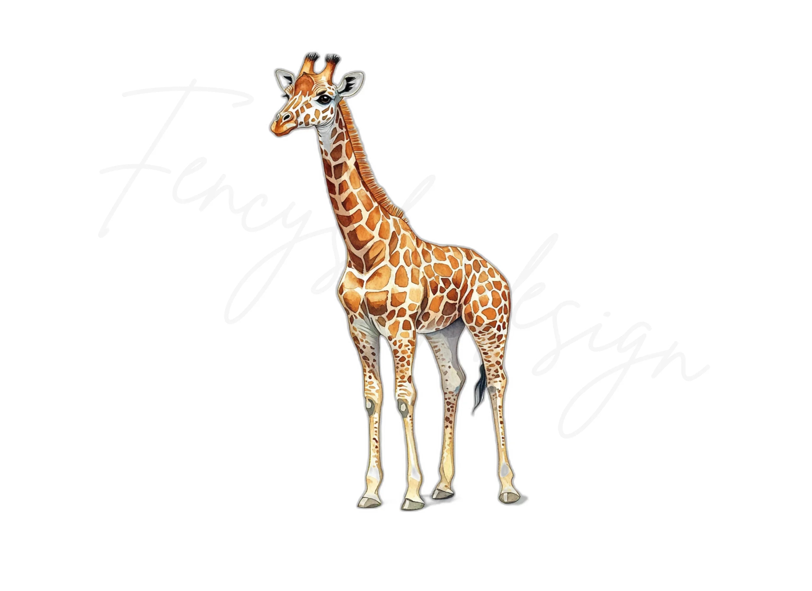 Giraffe Illustration Clipart Bundle