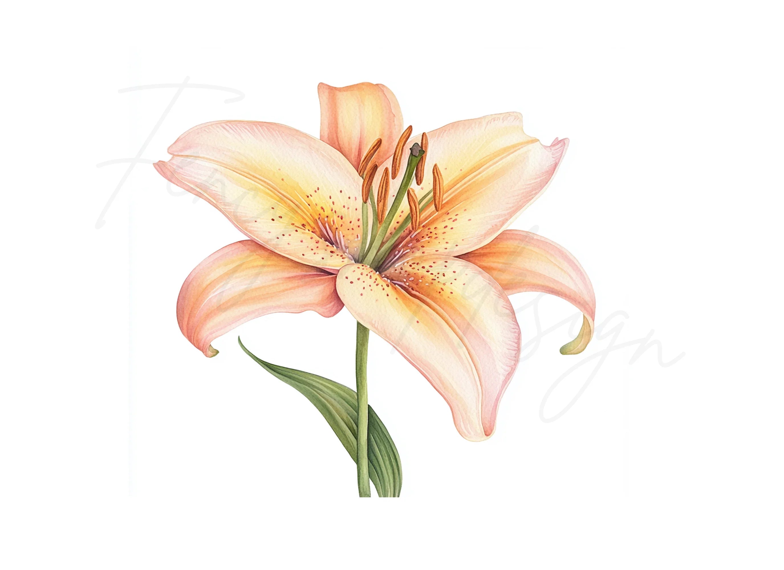 Elegant Lily Flower Clipart Bundle