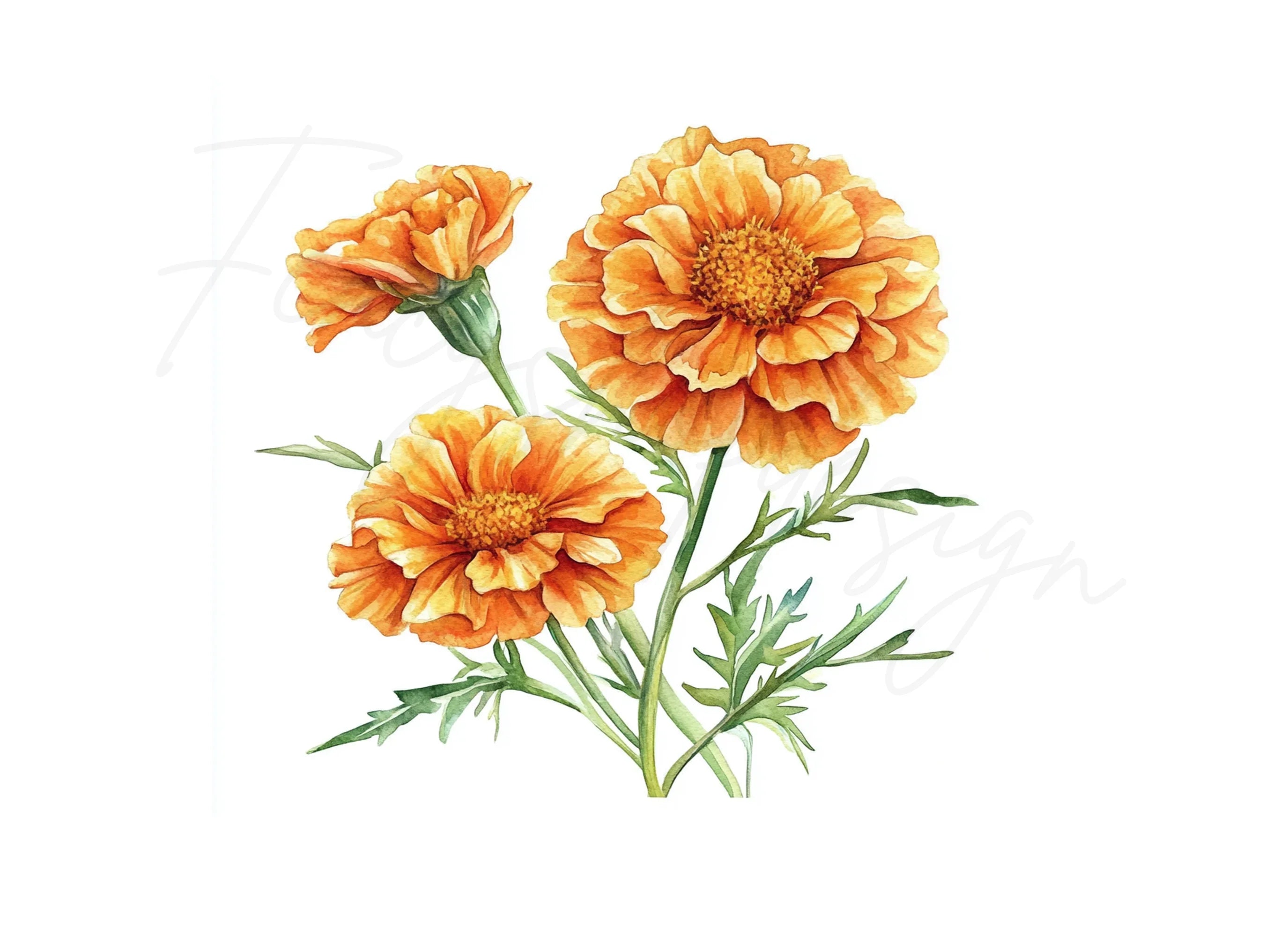 Vibrant Orange Marigold Flower Clipart Bundle
