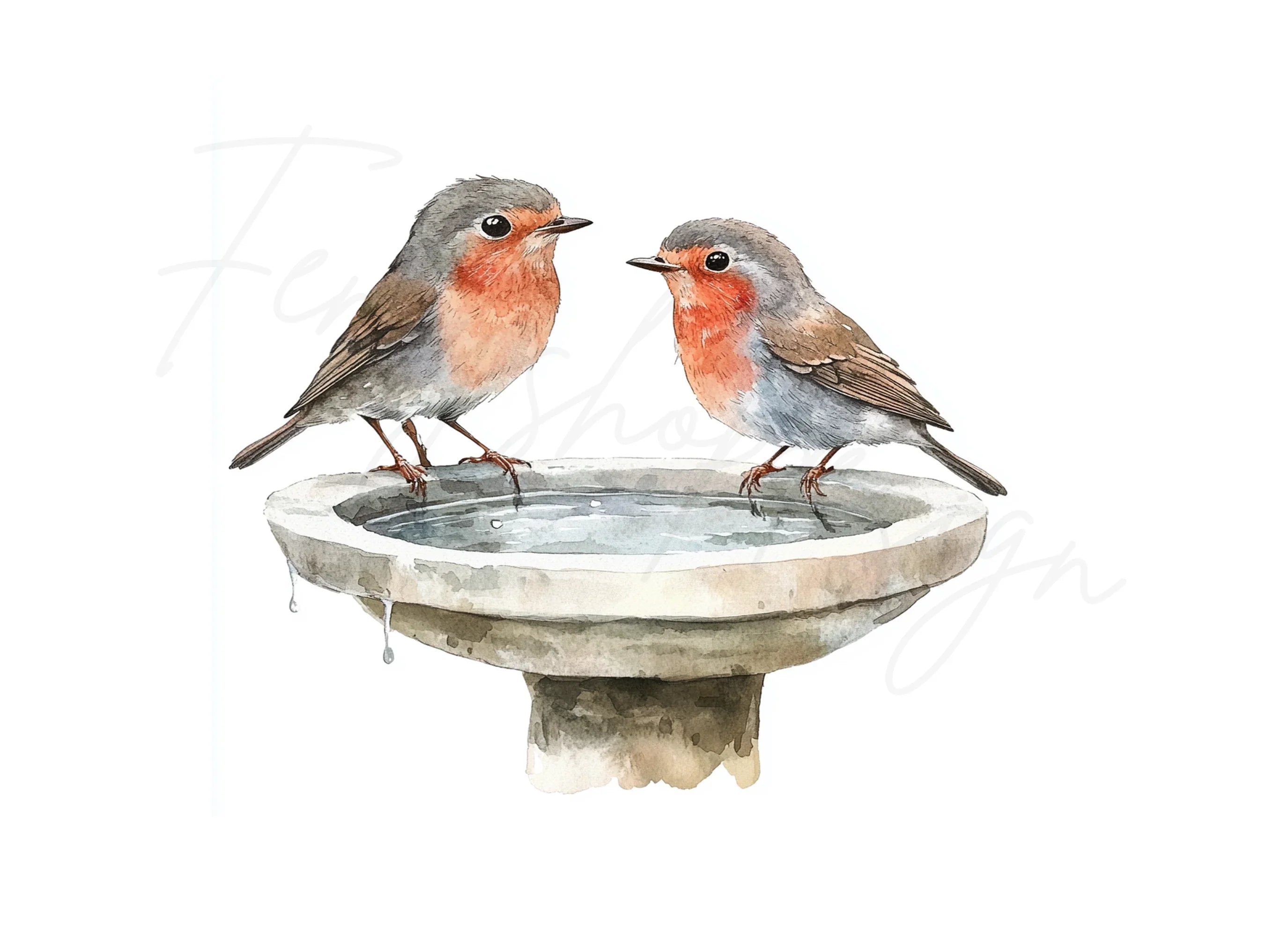 Robin Bird Bath Clipart Bundle