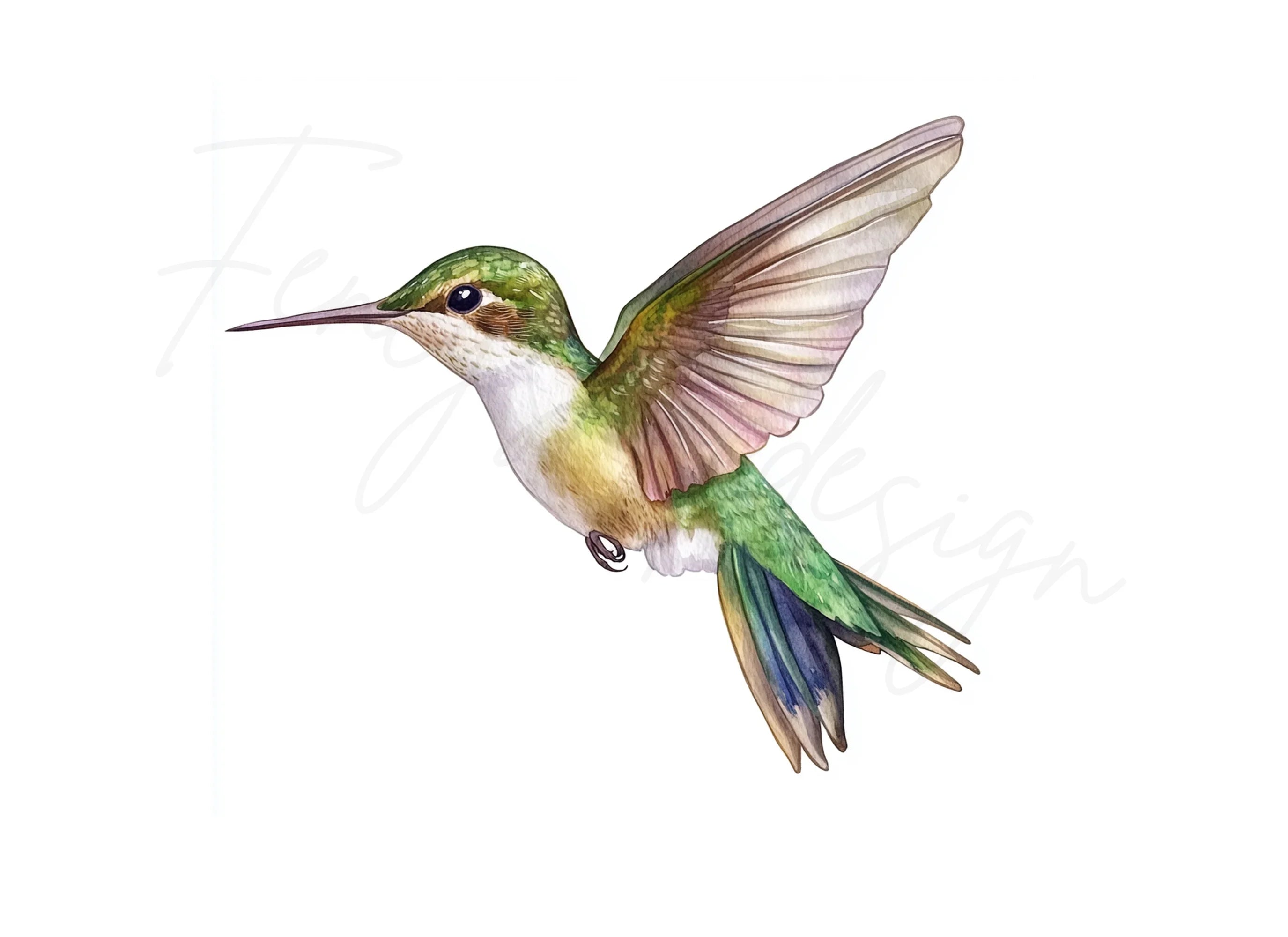 Hummingbird Clipart Bundle