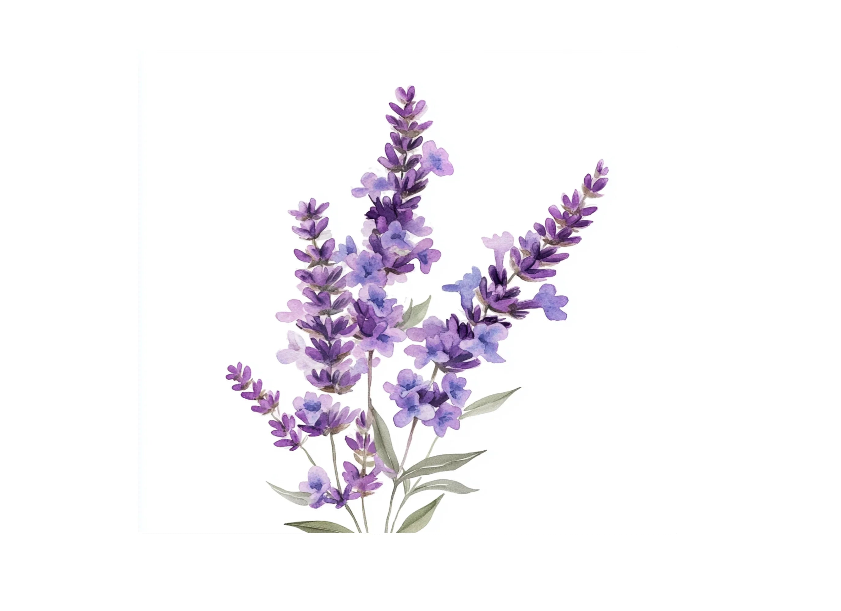 Lavender Flower Clipart Bundle