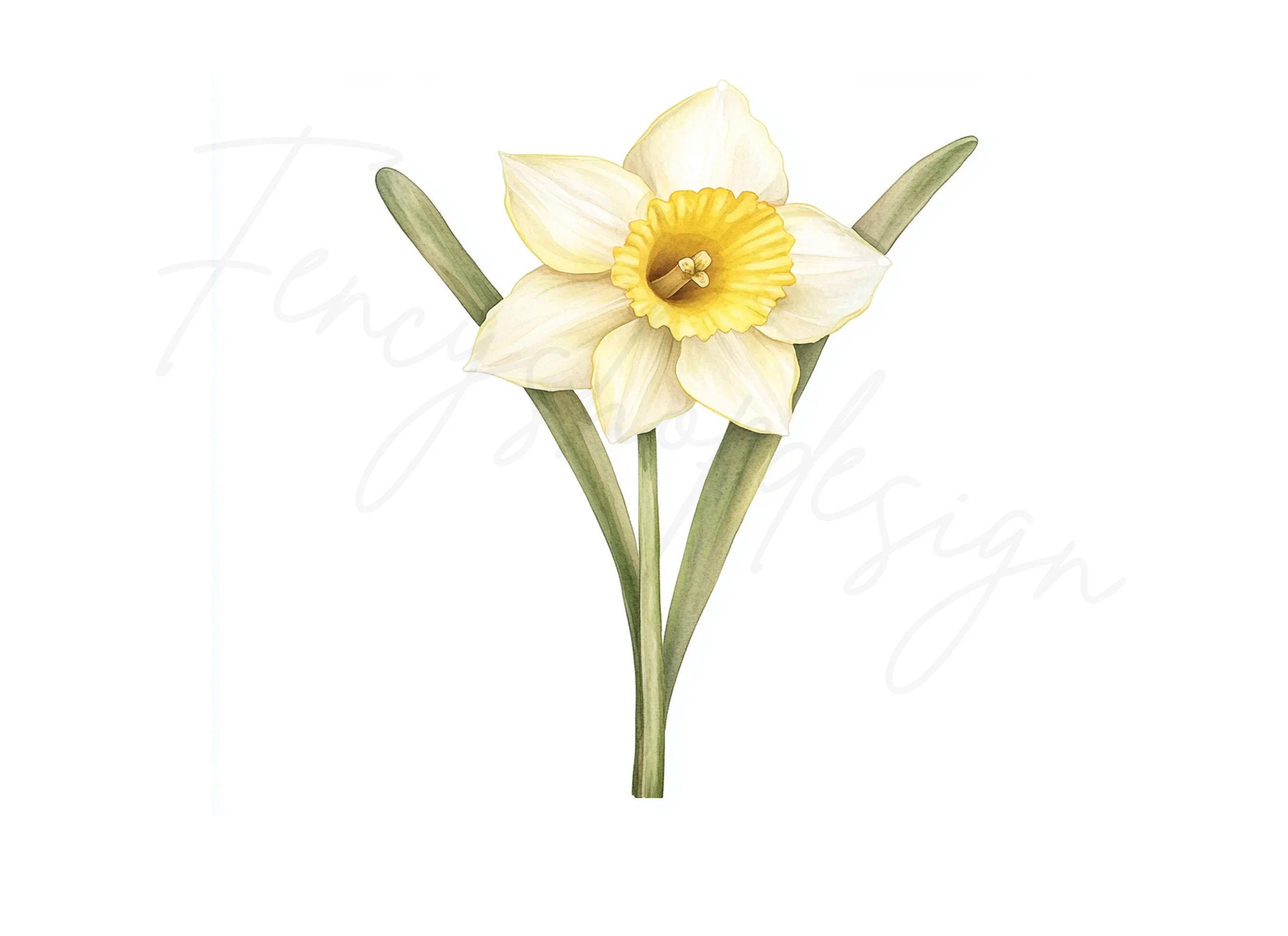 Daffodil Clipart Bundle
