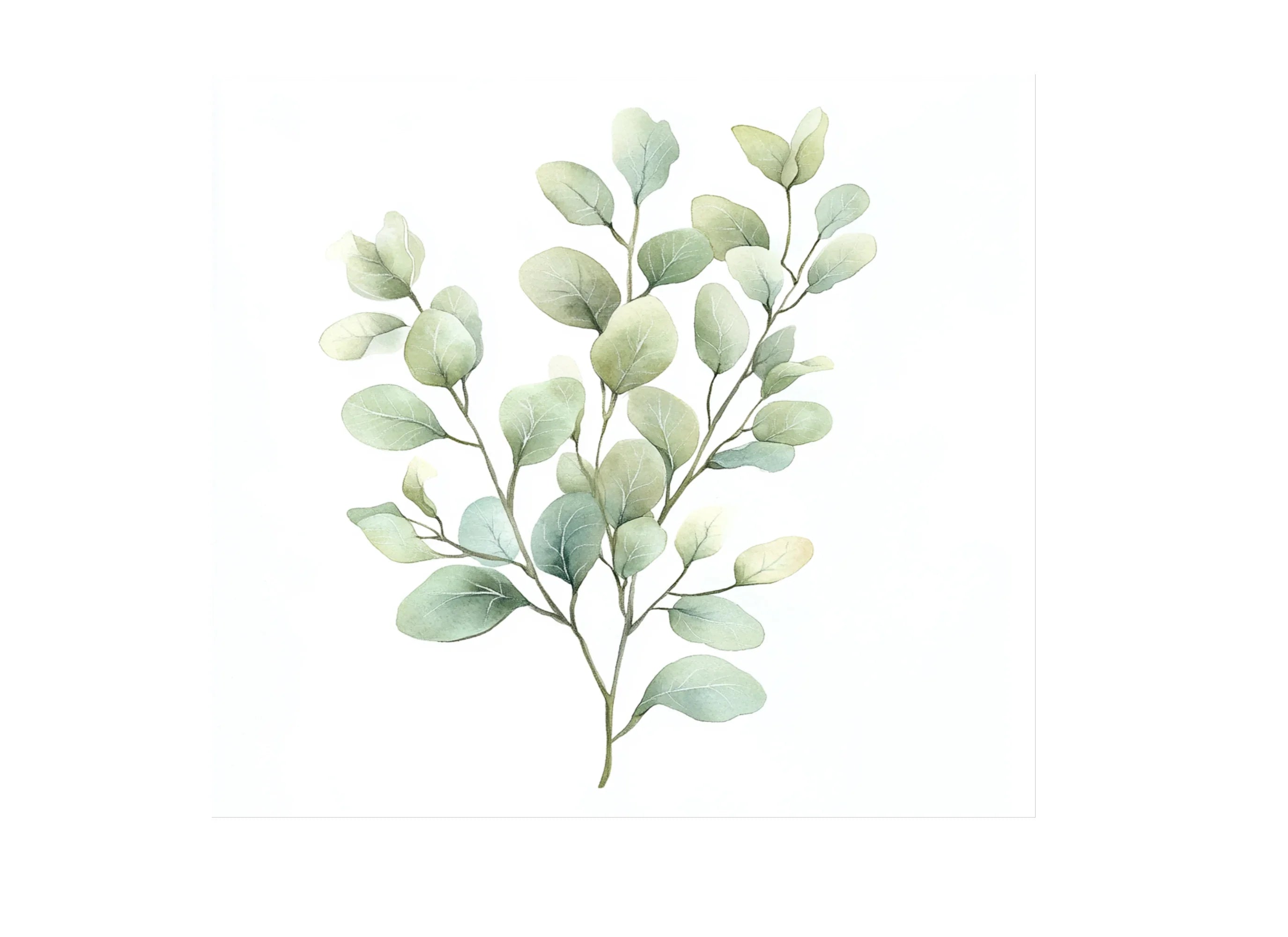 Eucalyptus Leaves Clipart Bundle