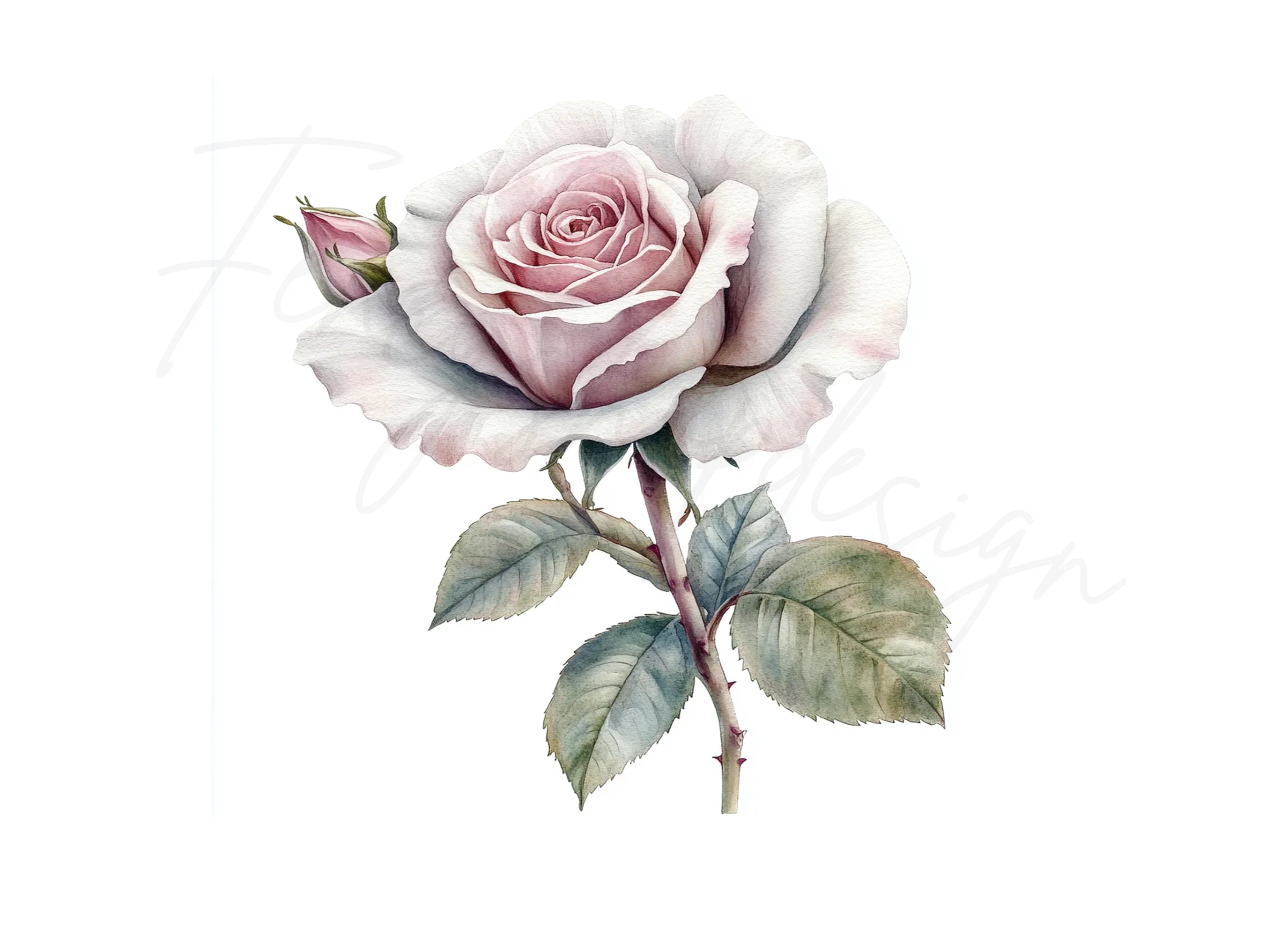 Elegant Pink and White Rose Clipart Bundle