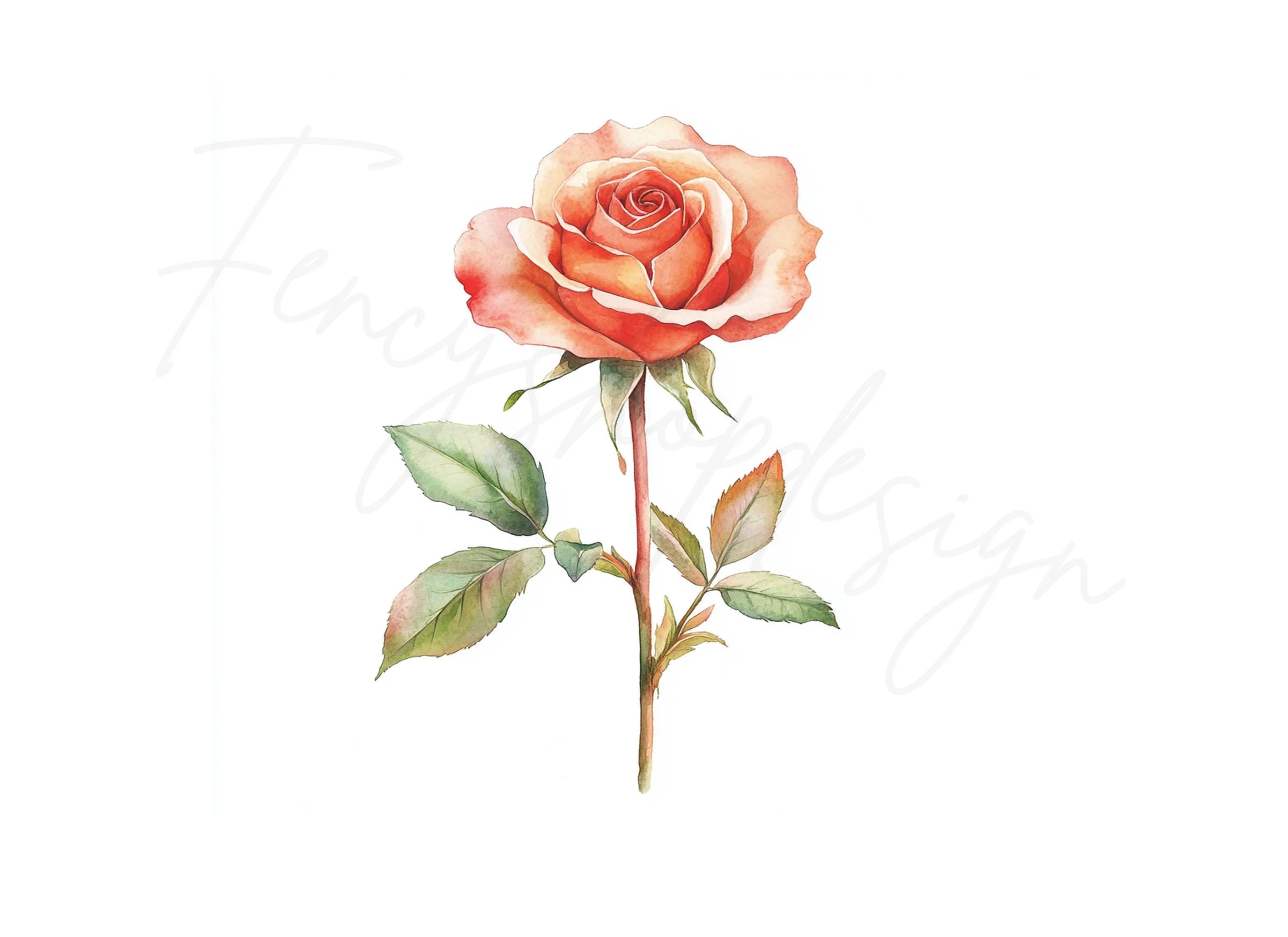 Peach Rose Clipart Bundle