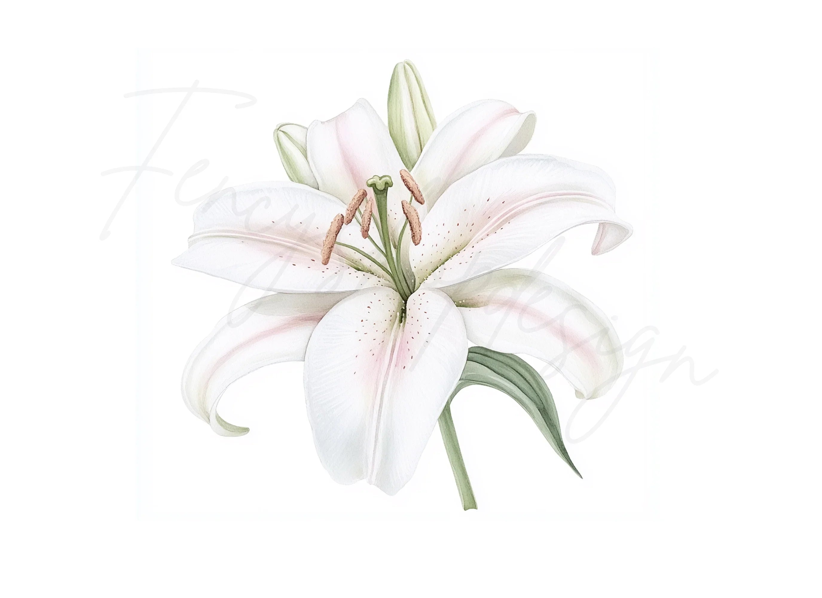 Graceful White Lily Clipart Bundle