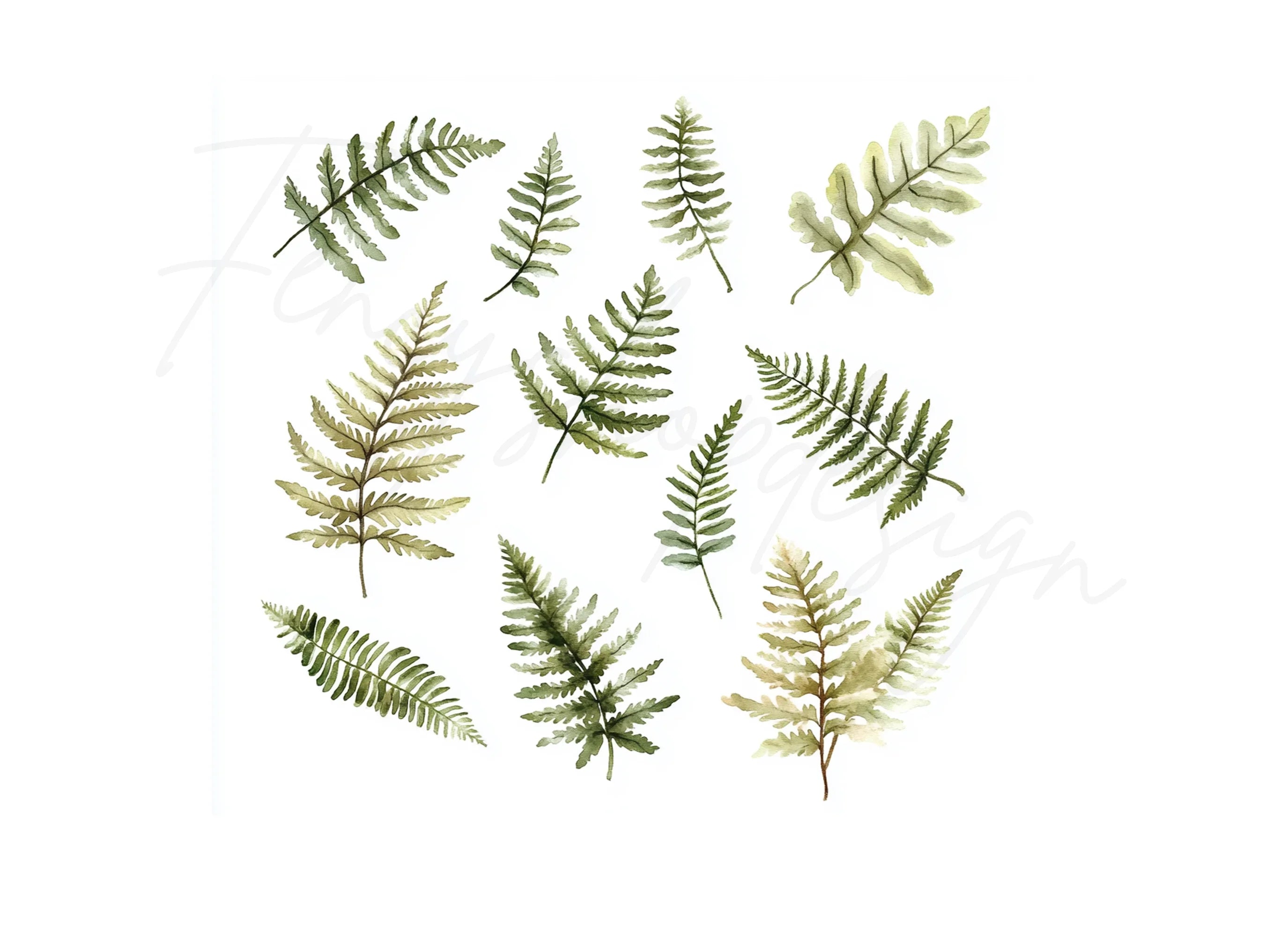 Fern Leaves Clipart Bundle