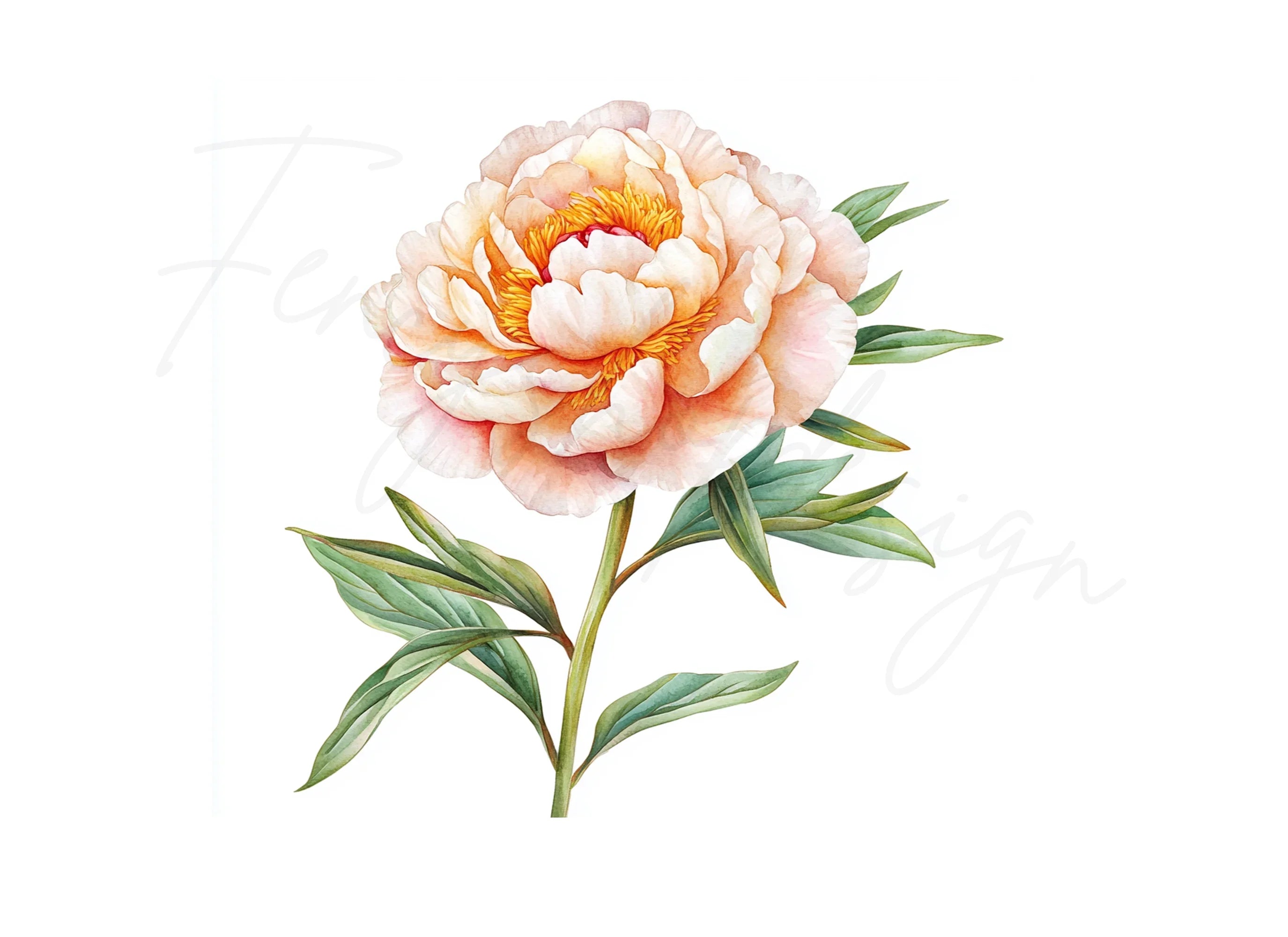 Vibrant Peach Peony Clipart Bundle