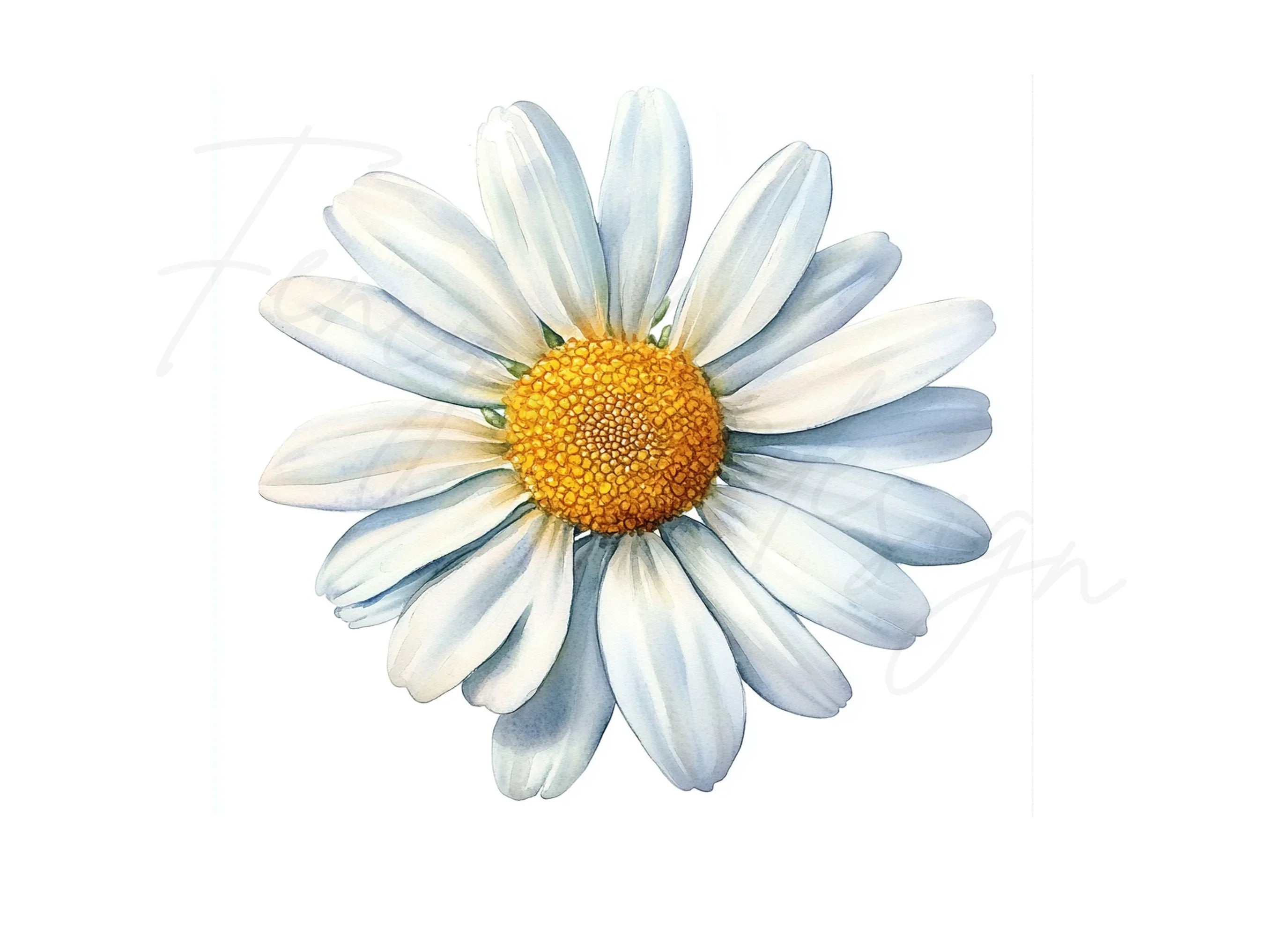 Daisy Flower Clipart Bundle