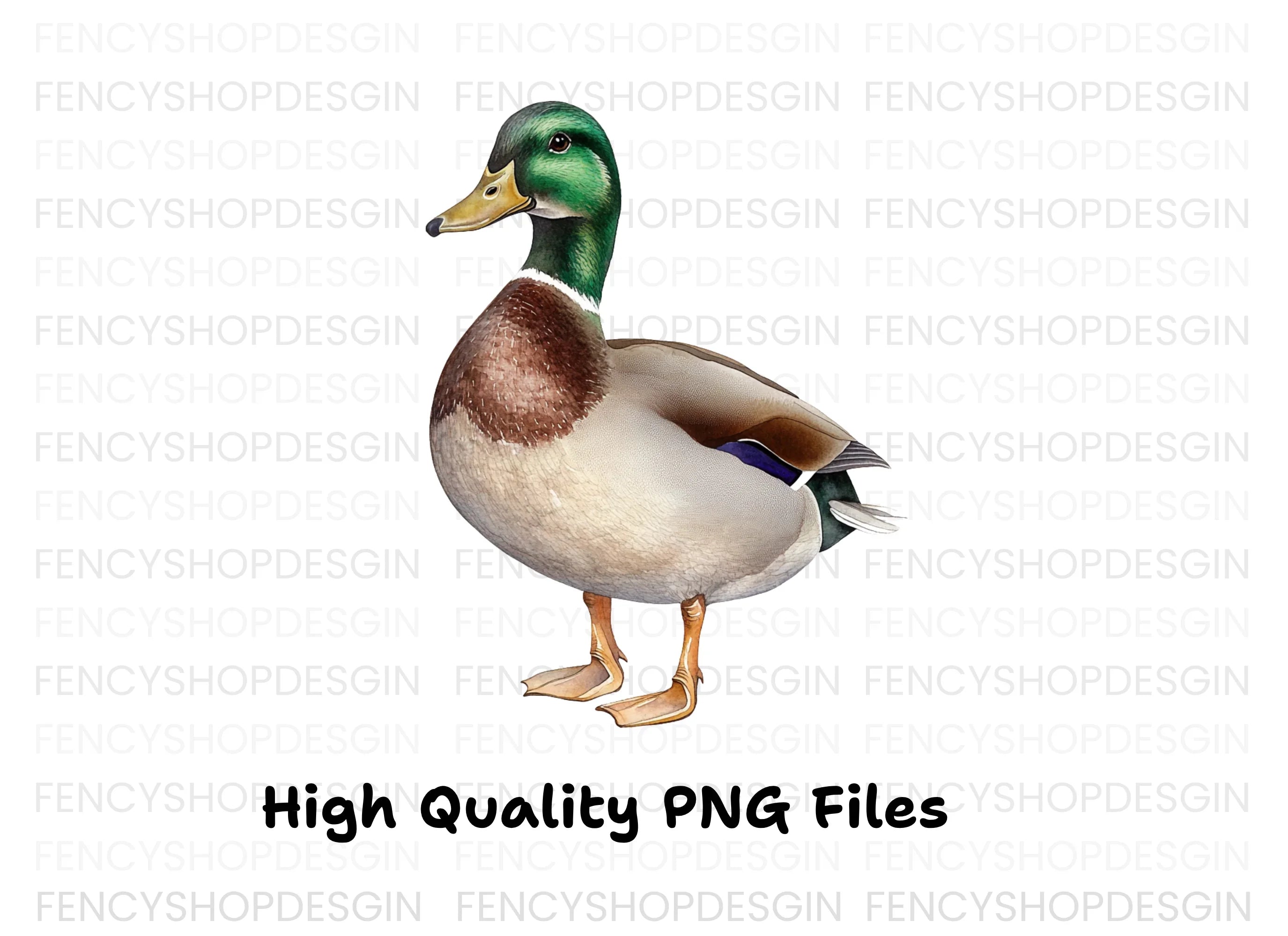 Mallard Duck Male Clipart Bundle