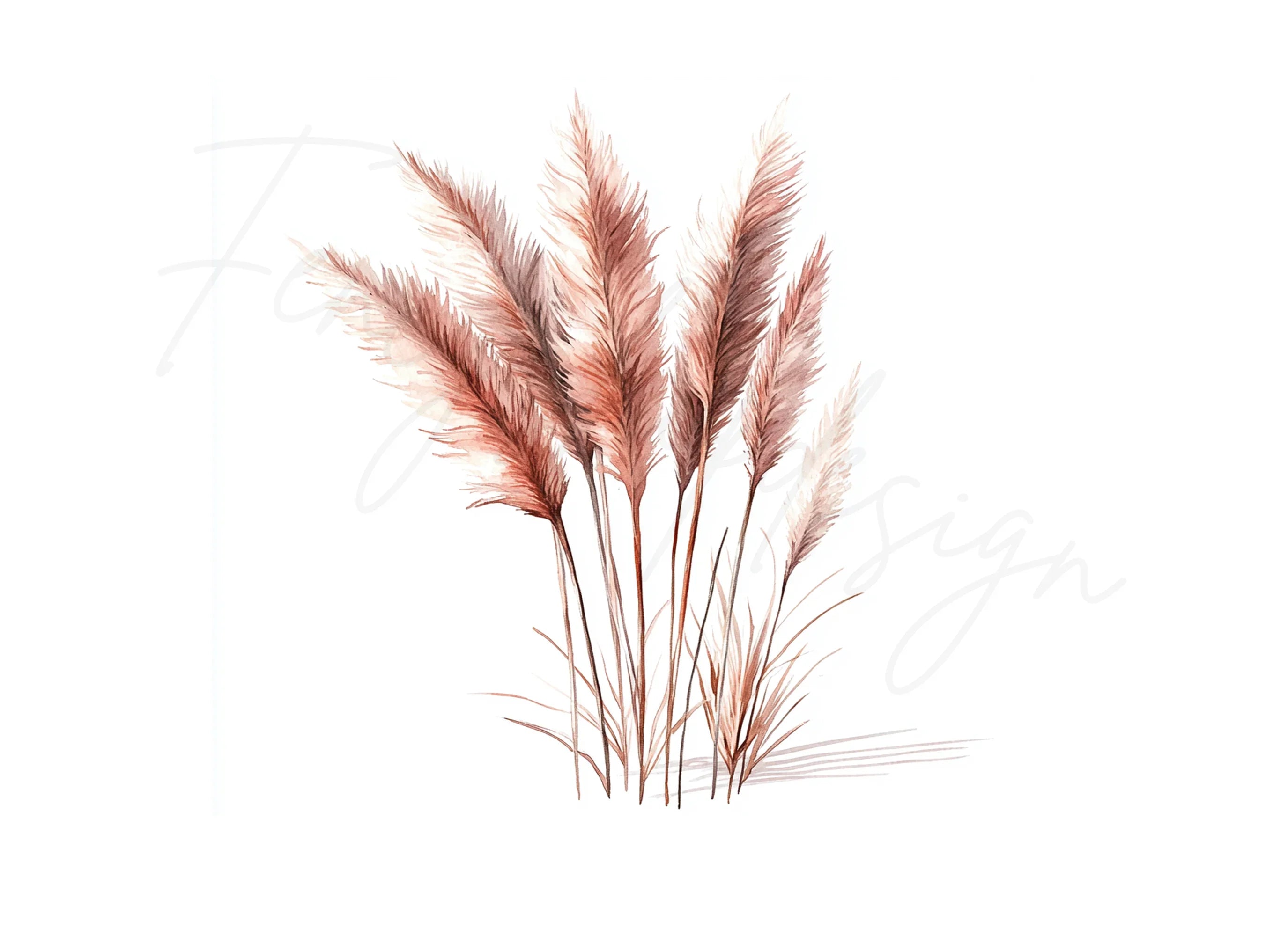 Pampas Grass Clipart Bundle