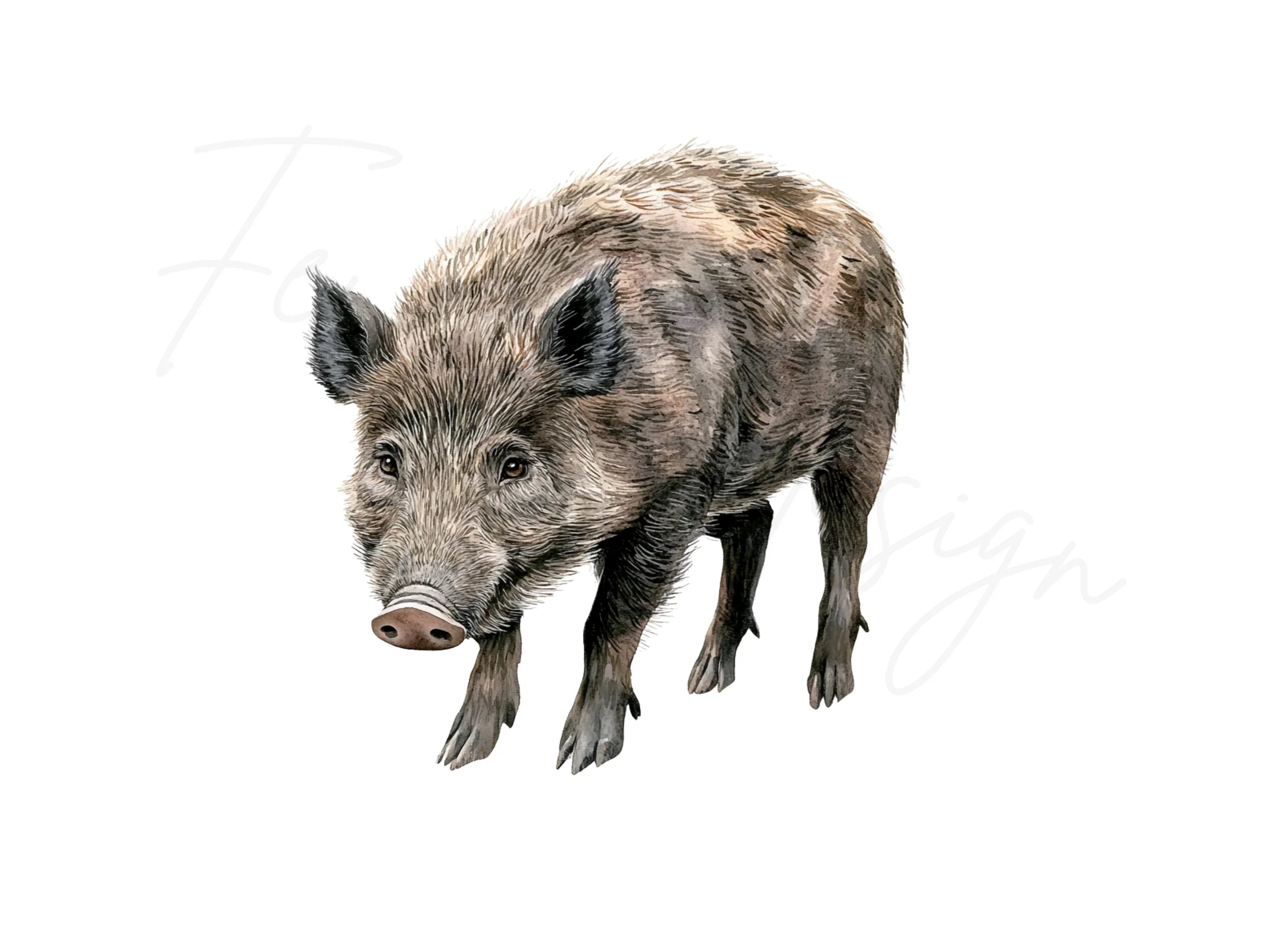 Wild Boar Clipart Bundle