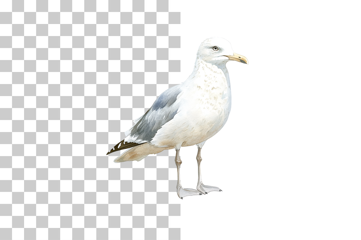 Seagull Coastal Bird Clipart Bundle