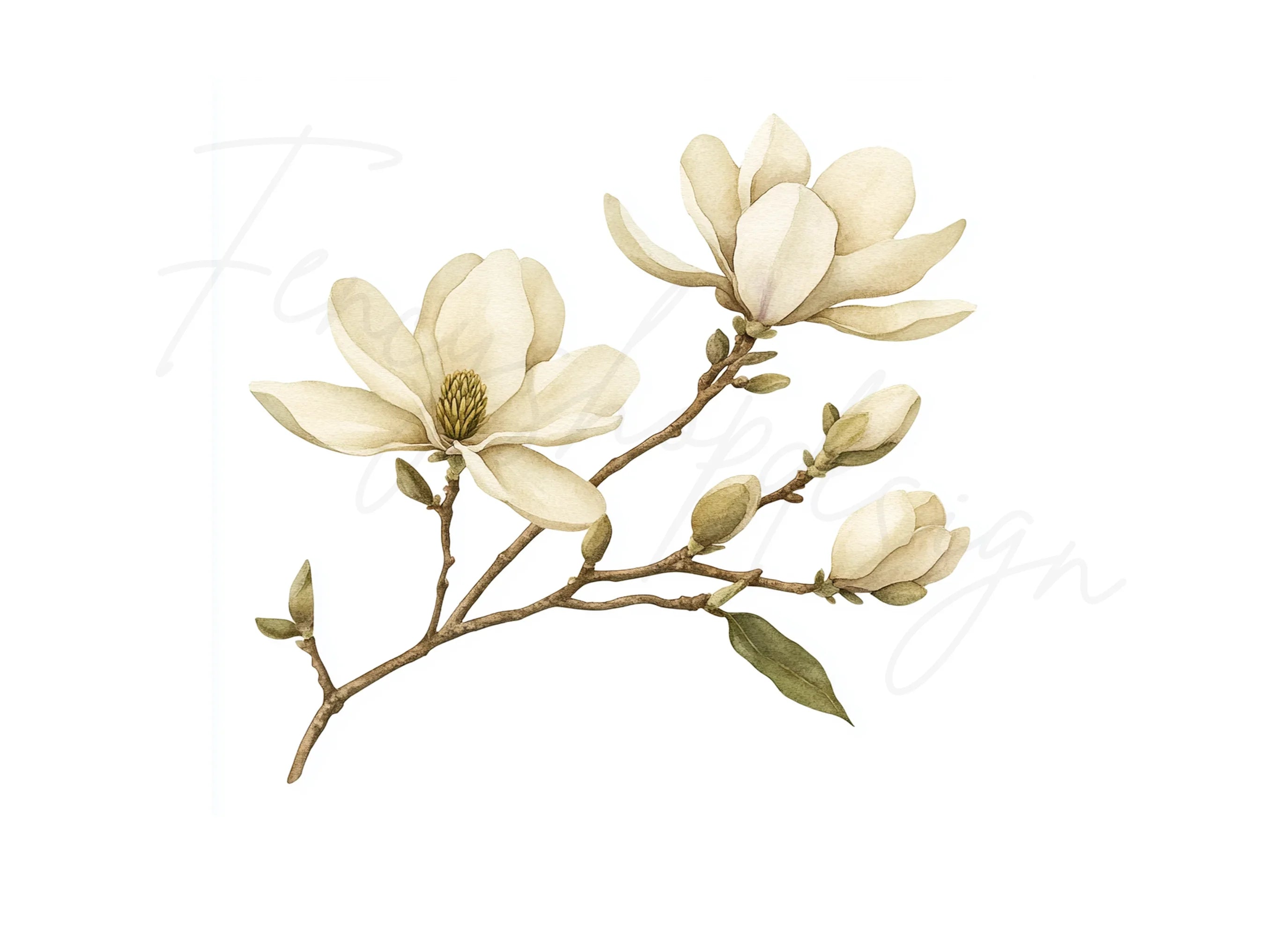 Magnolia Flower Clipart Bundle