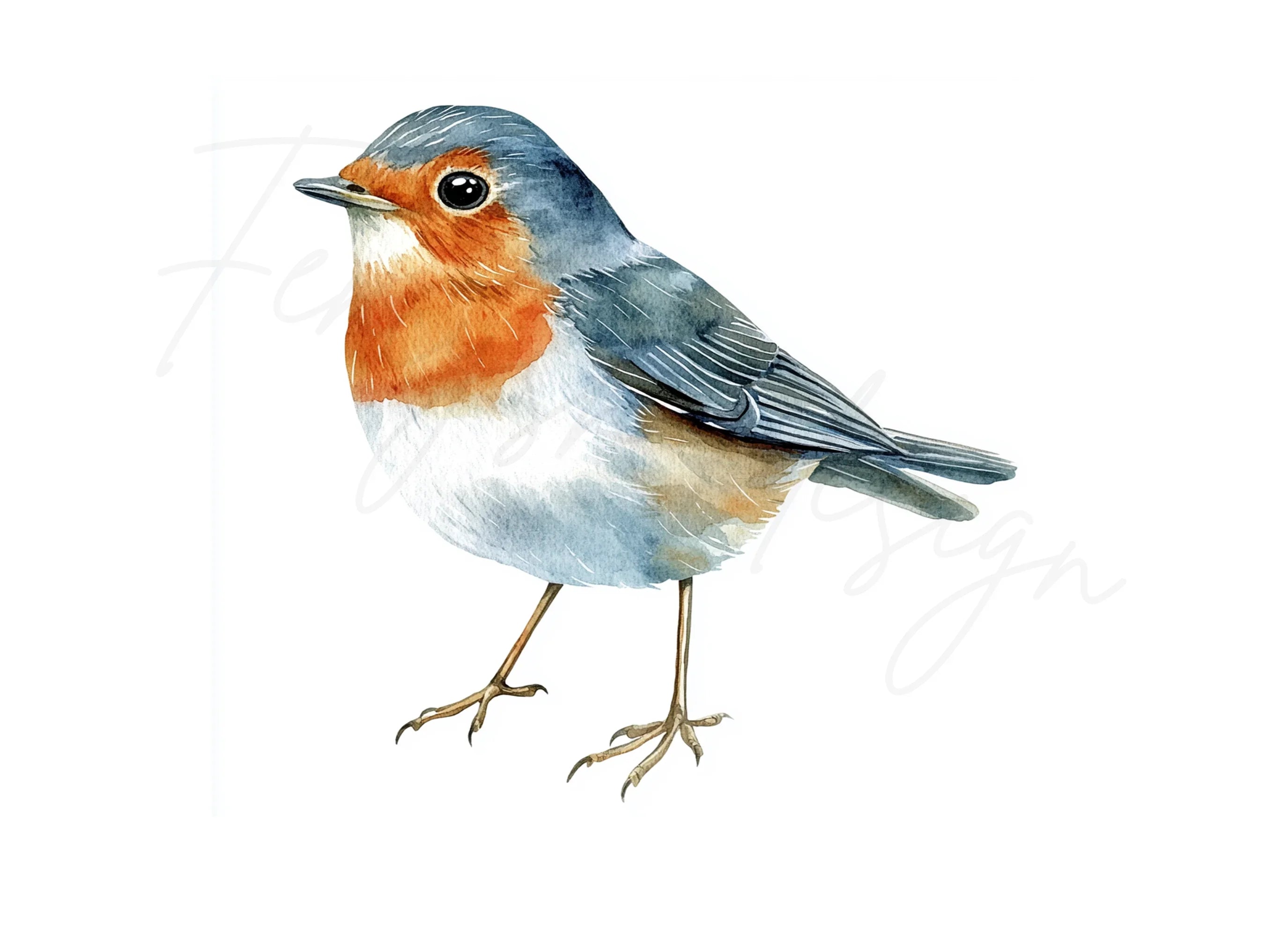 European Robin Bird Clipart Bundle