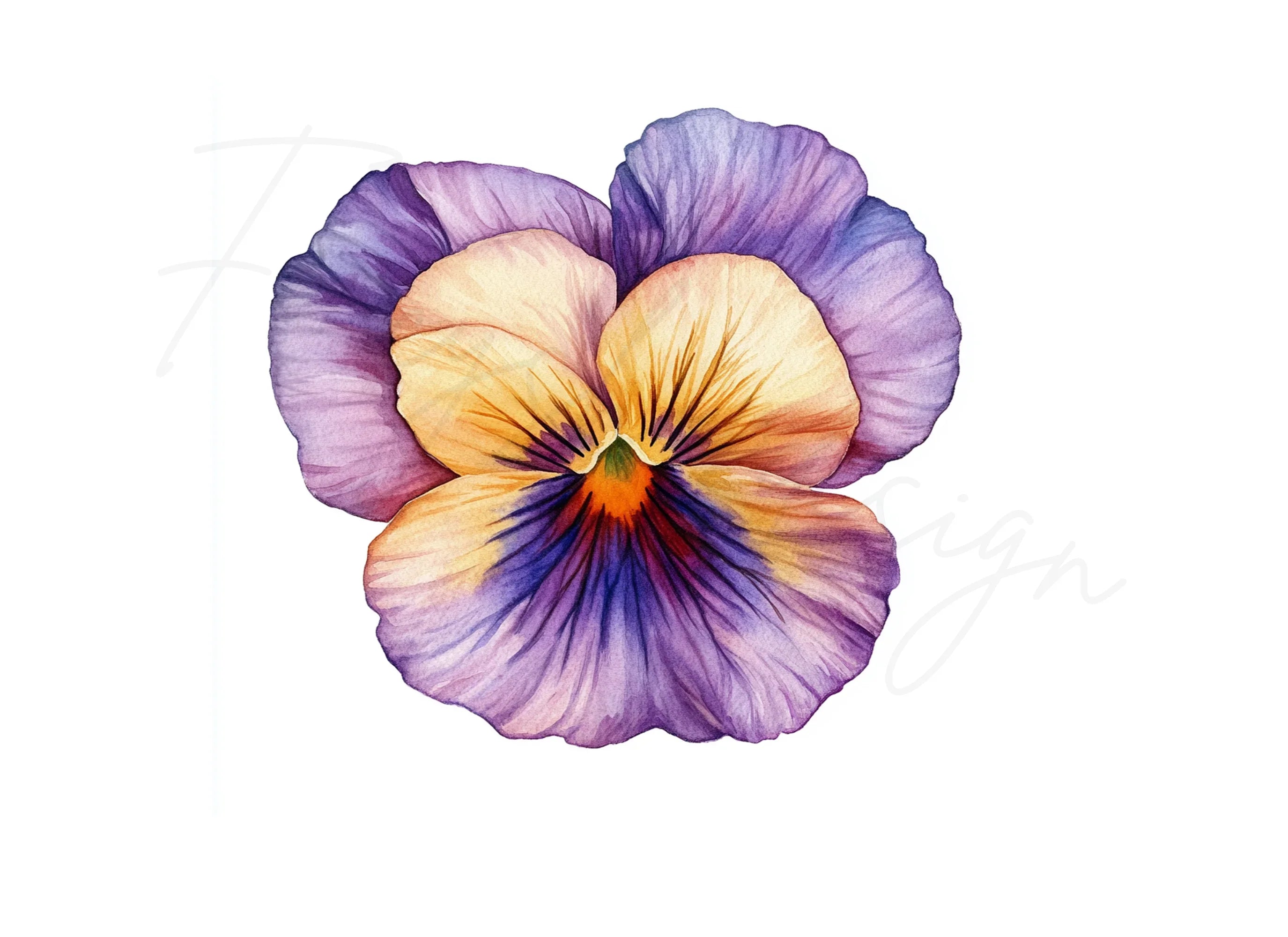 Vibrant Pansy Flowers Clipart Bundle