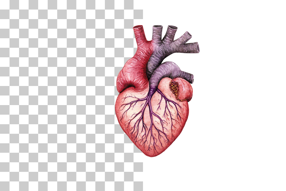 Anatomical Human Heart Illustration Clipart Bundle
