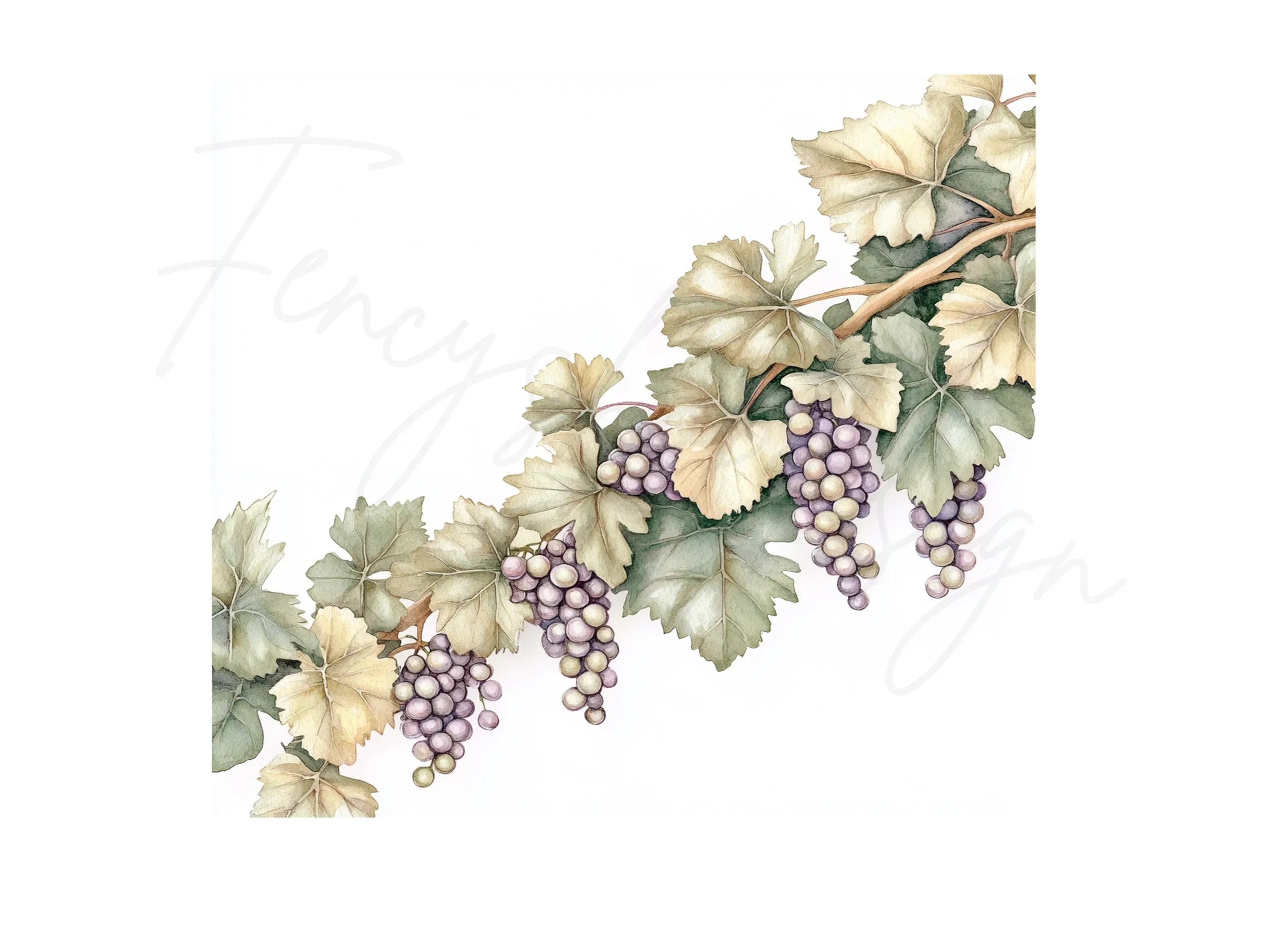 Vintage Grape Cluster Vine Elements Clipart Bundle