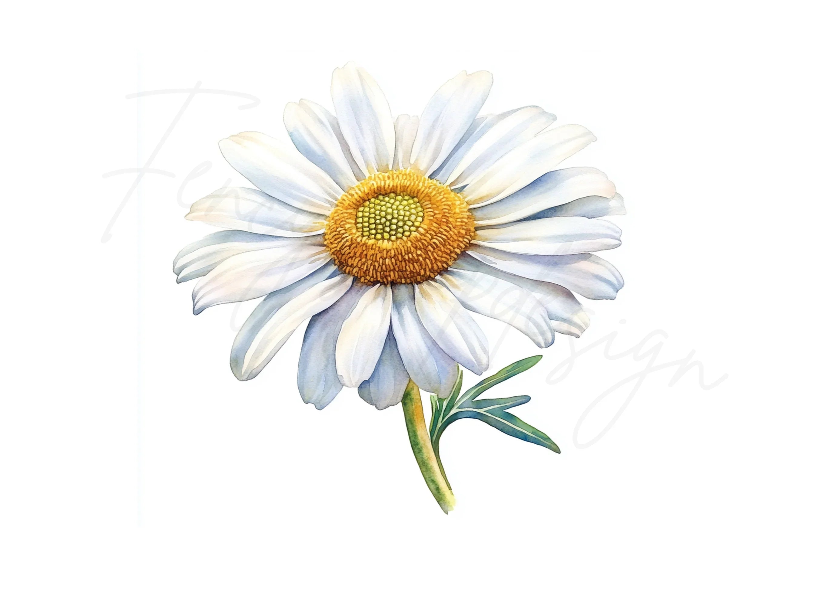 Daisy Flowers Clipart Bundle
