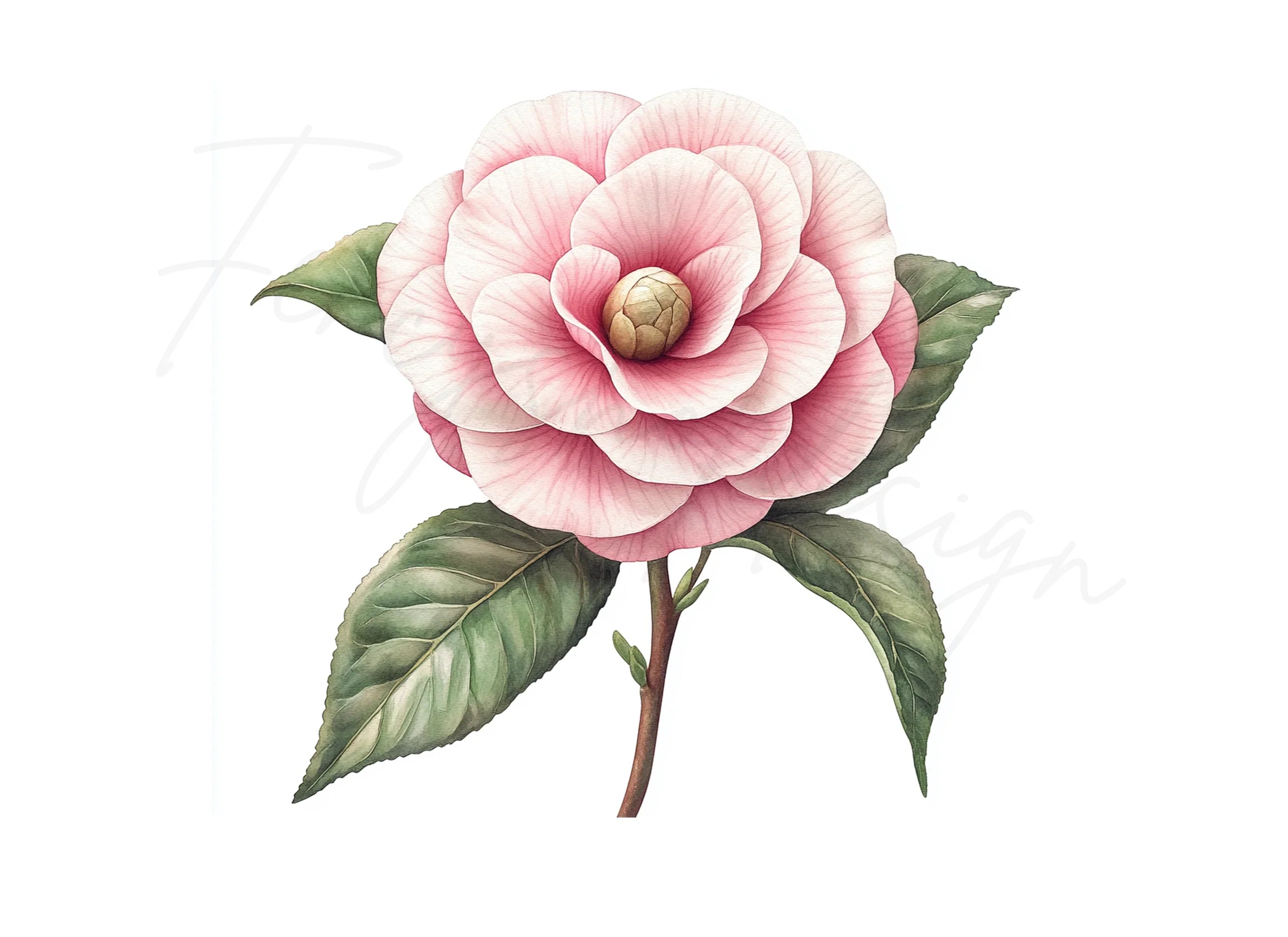 Elegant Pink Camellia Flower Clipart Bundle