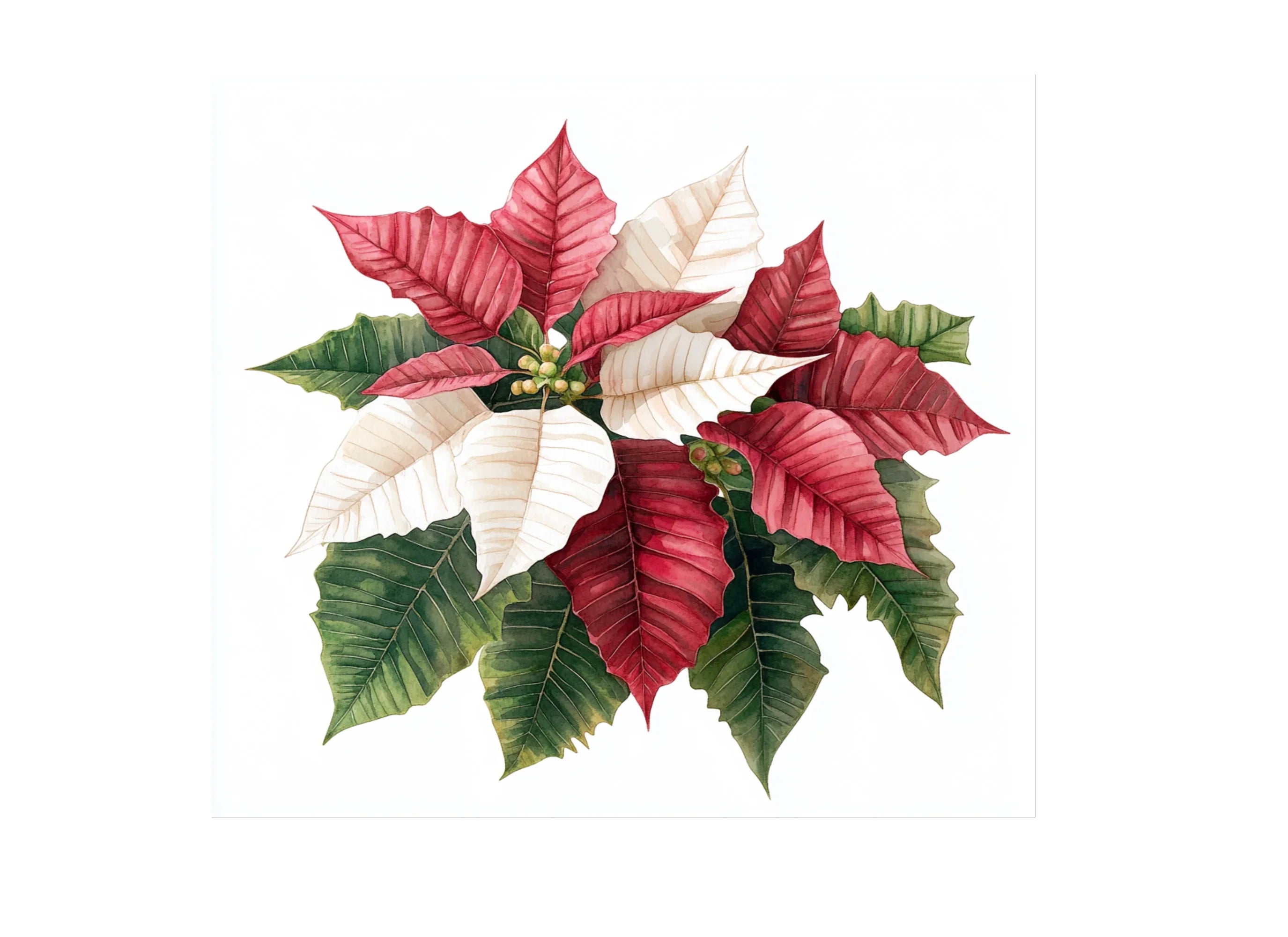 Poinsettia Clipart Bundle