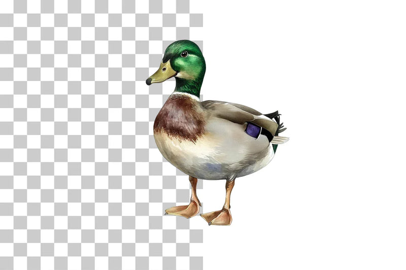 Mallard Duck Illustration Clipart Bundle - CraftNest - Digital Crafting and Art