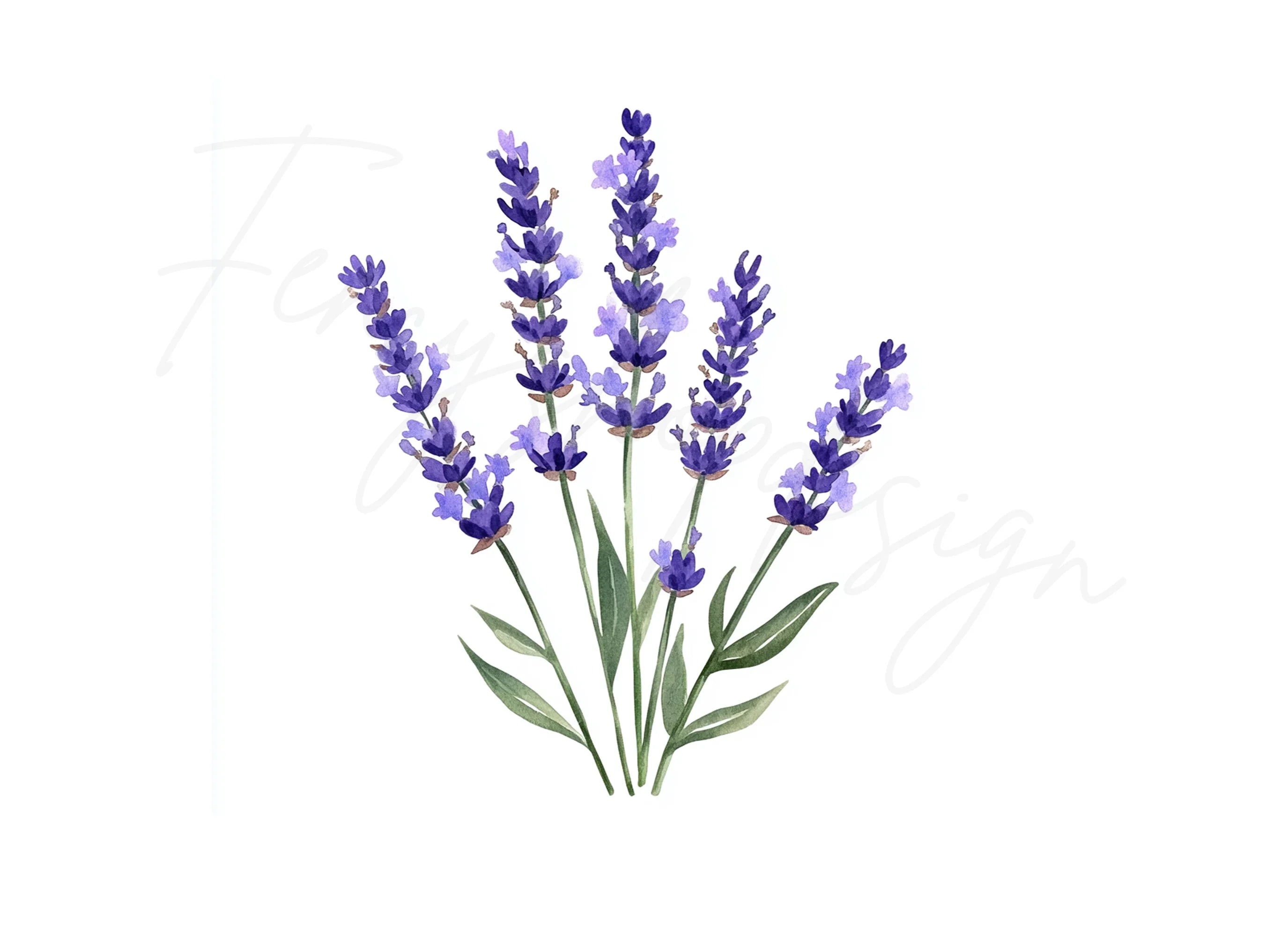 Lavender Clipart Bundle