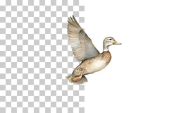 Flying Duck Wildlife Scene Clipart Bundle - CraftNest - Digital Crafting and Art