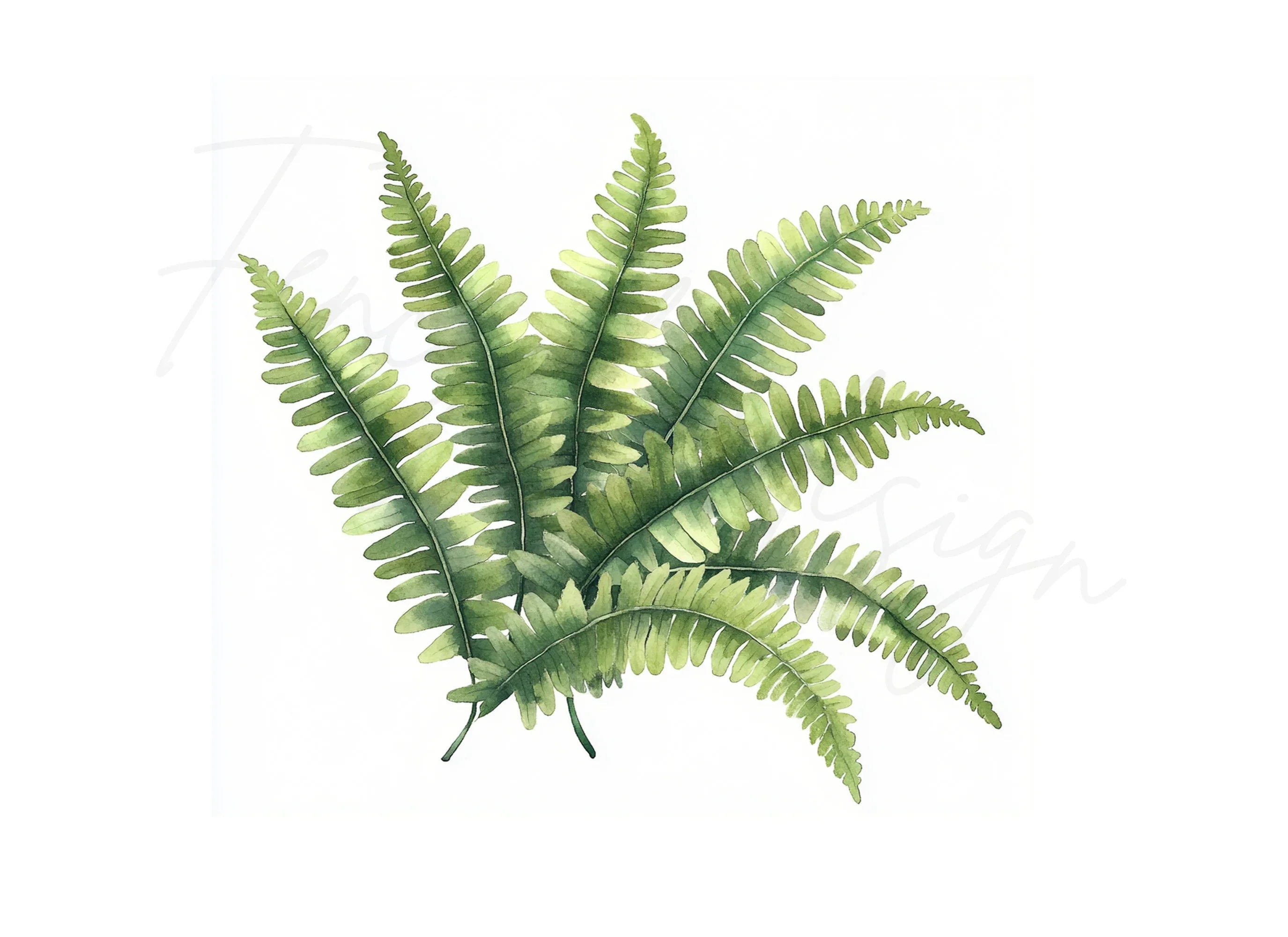 Fern Leaves Clipart Bundle