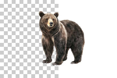 Grizzly Bear Wildlife Clipart Bundle - CraftNest - Digital Crafting and Art