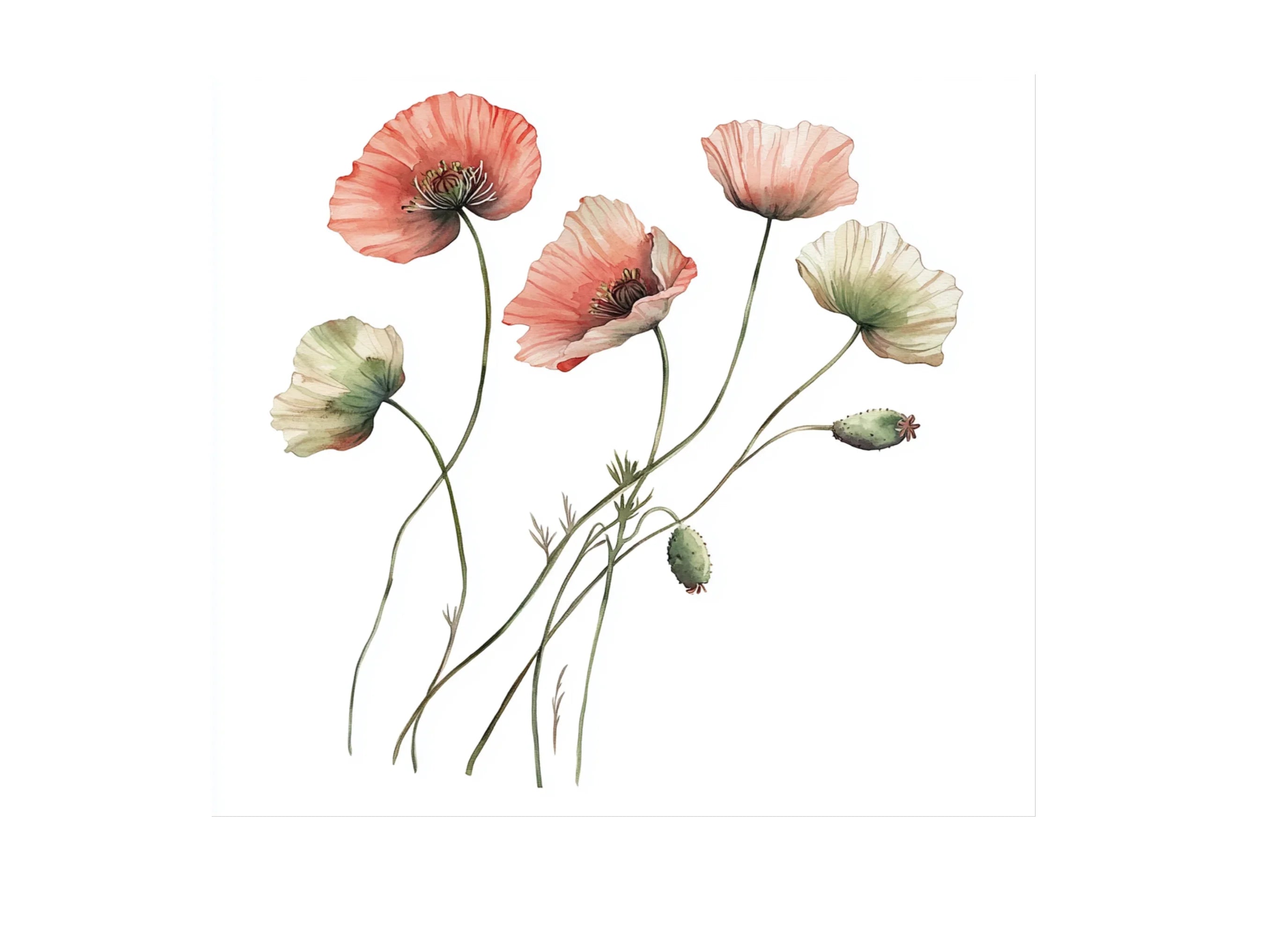 Poppy Clipart Bundle