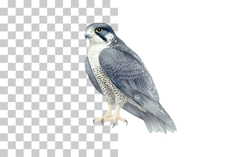 Peregrine Falcon Bird of Prey Clipart Bundle - CraftNest - Digital Crafting and Art