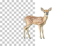 Deer Fawn Woodland Animal Clipart Bundle - CraftNest - Digital Crafting and Art