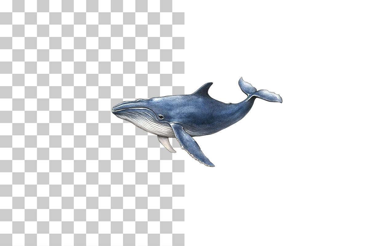 Whale Ocean Animal Clipart Bundle