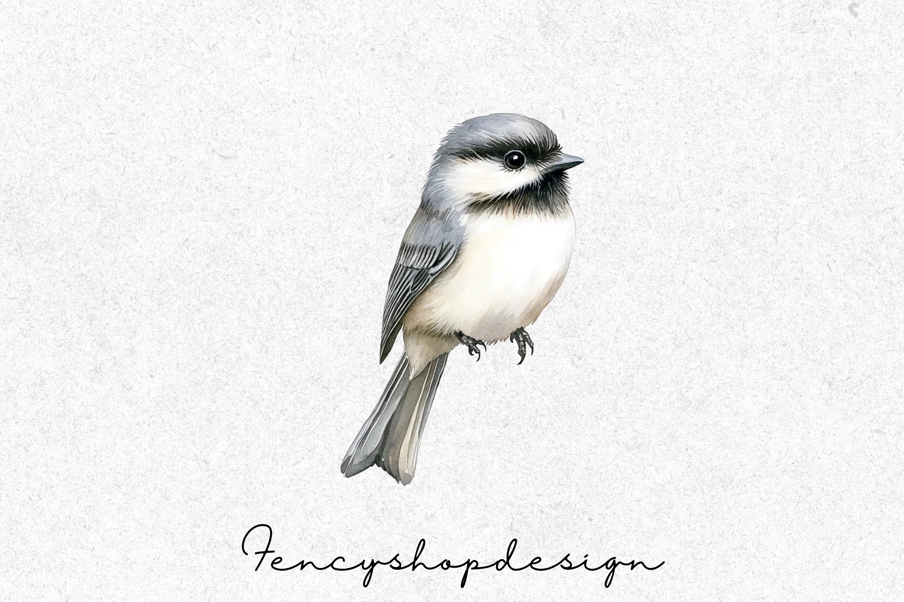 Cute Chickadee Bird Clipart Bundle