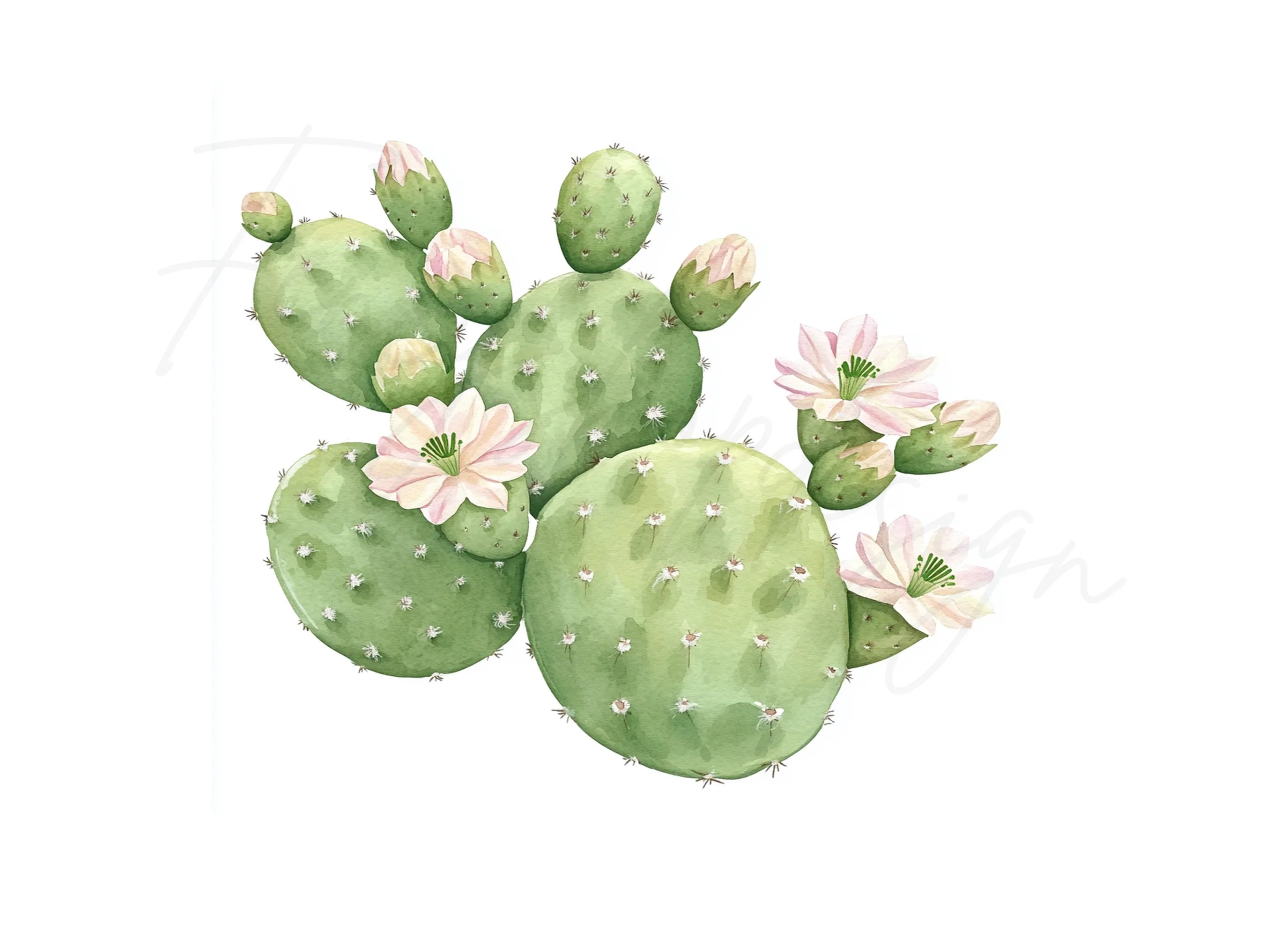 Flowering Prickly Pear Cactus Clipart Bundle