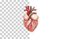 Anatomical Heart Drawing Clipart Bundle - CraftNest - Digital Crafting and Art