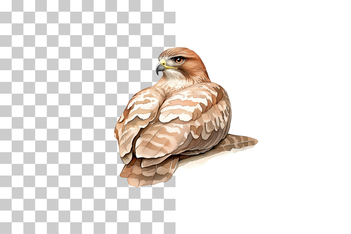 Hawk Bird of Prey Clipart Bundle