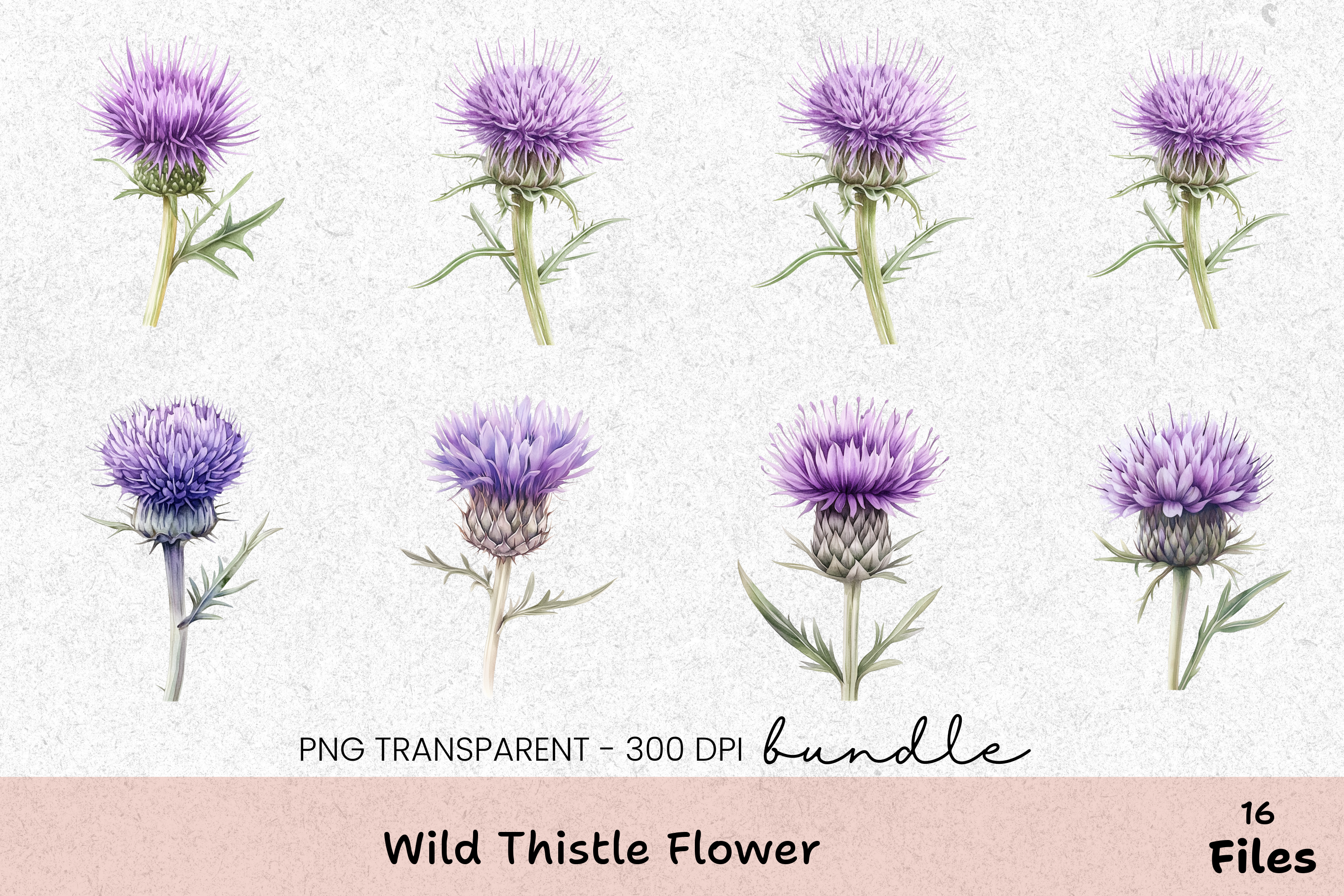 Wild Thistle Flower Clipart Bundle