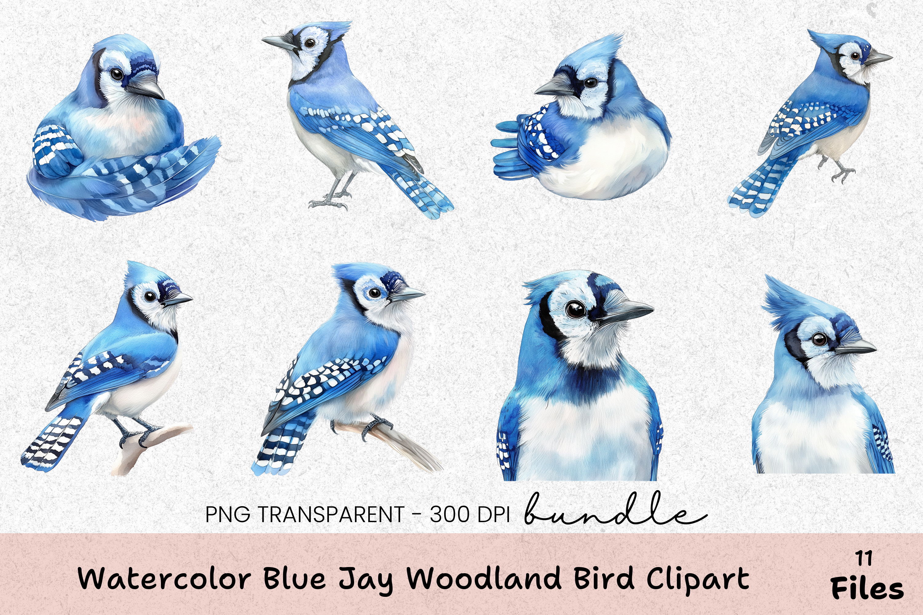 Blue Jay Woodland Bird Clipart Bundle
