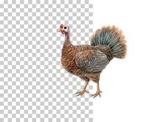 Turkey Head Farm Bird Clipart Bundle - CraftNest - Digital Crafting and Art