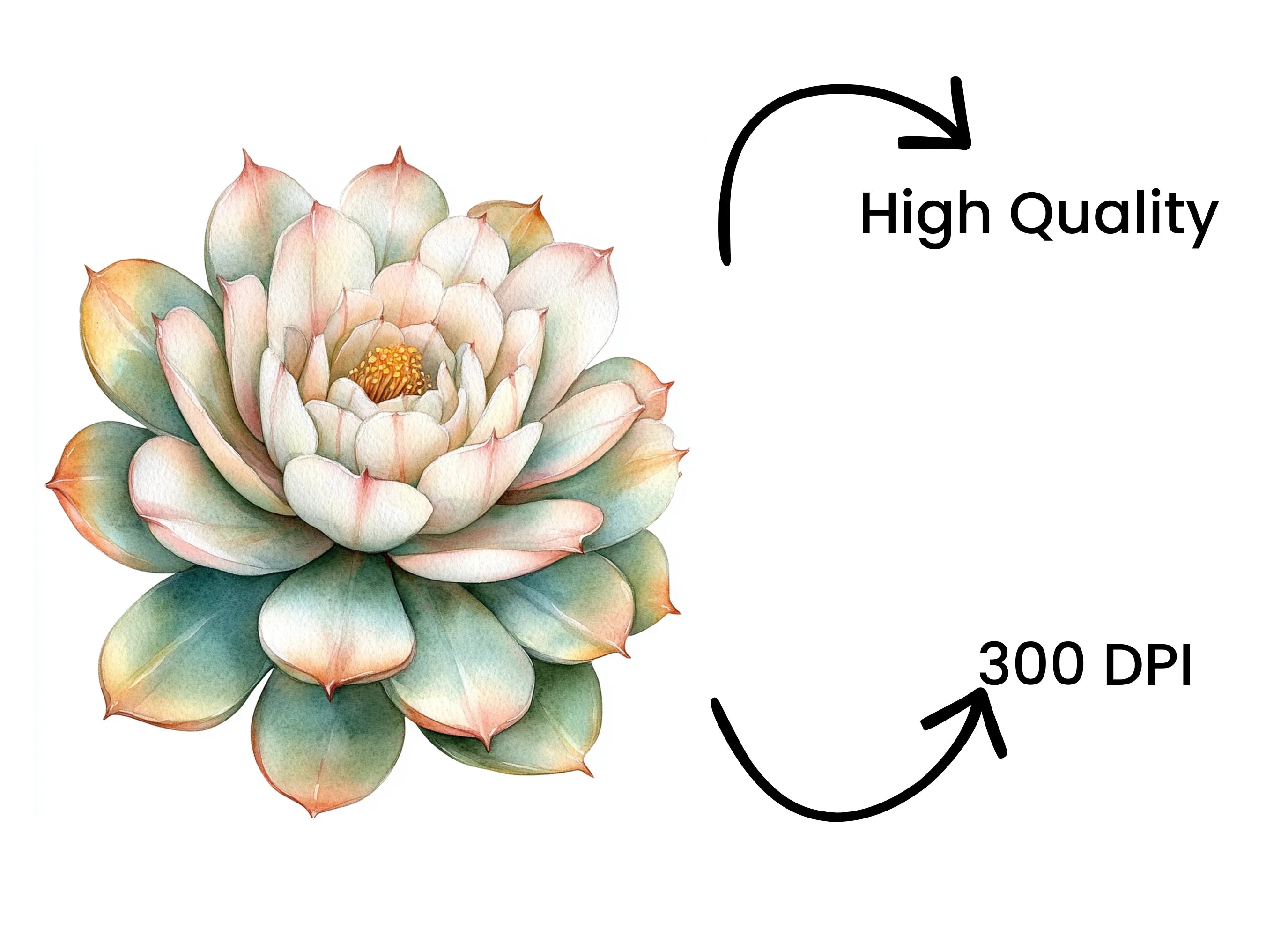 Cactus Succulent Clipart Bundle