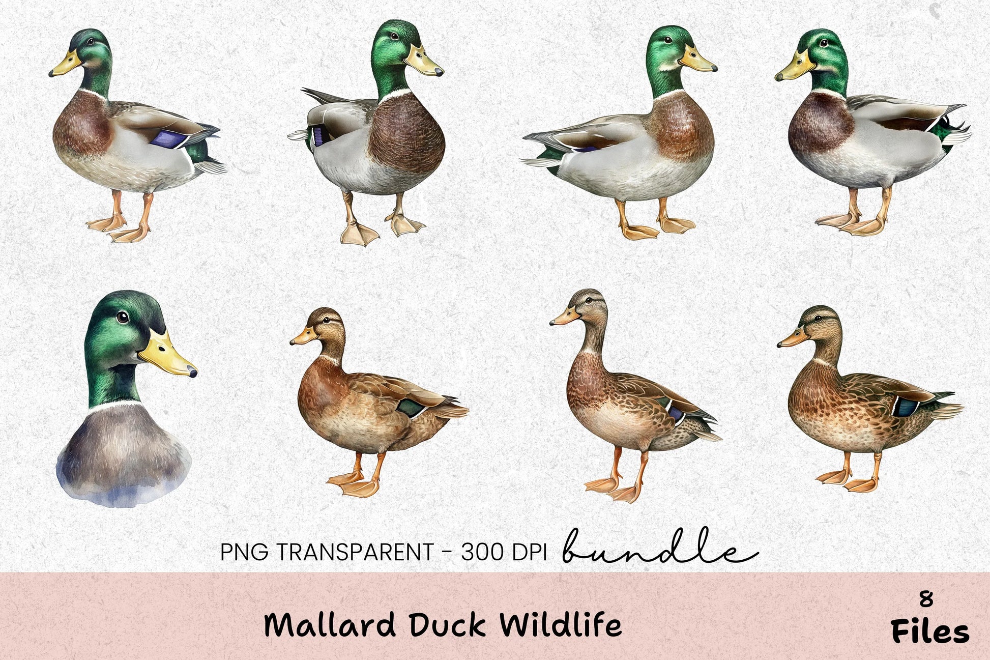 Mallard Duck Wildlife Clipart Bundle - CraftNest - Digital Crafting and Art