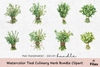 Tied Culinary Herb Clipart Bundle