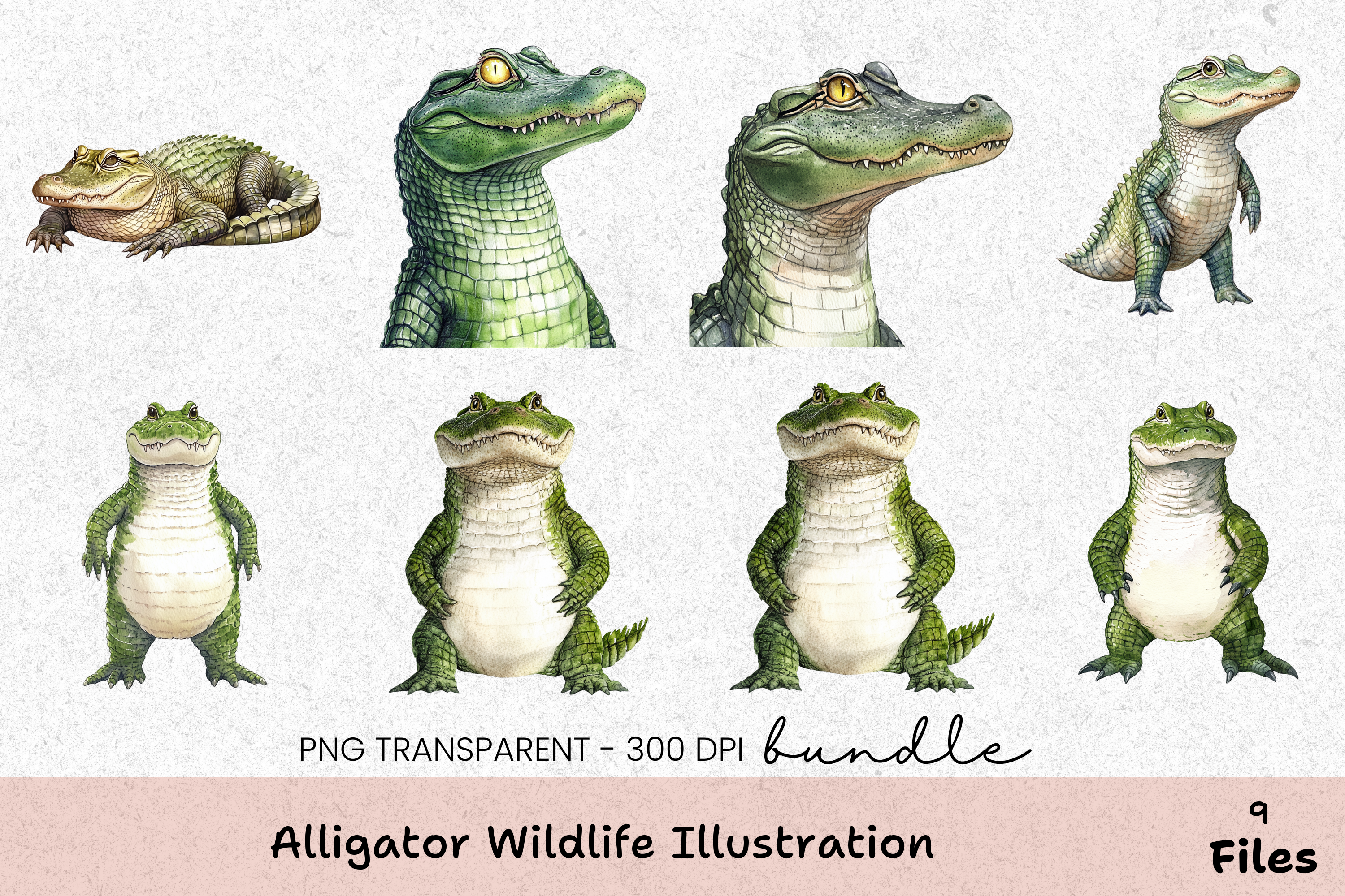 Alligator Wildlife Illustration Clipart Bundle