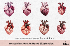 Anatomical Human Heart Illustration Clipart Bundle - CraftNest - Digital Crafting and Art