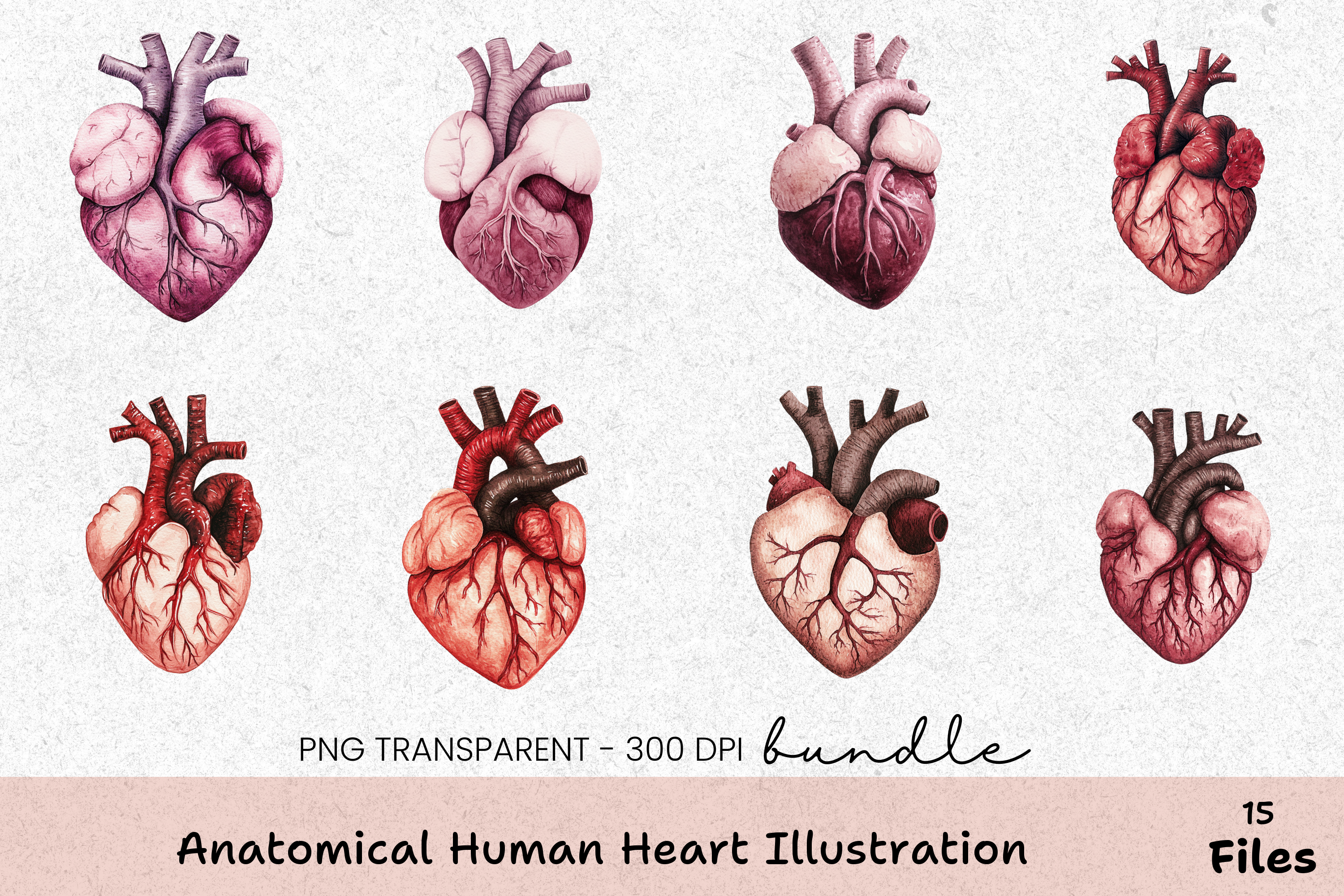 Anatomical Human Heart Illustration Clipart Bundle