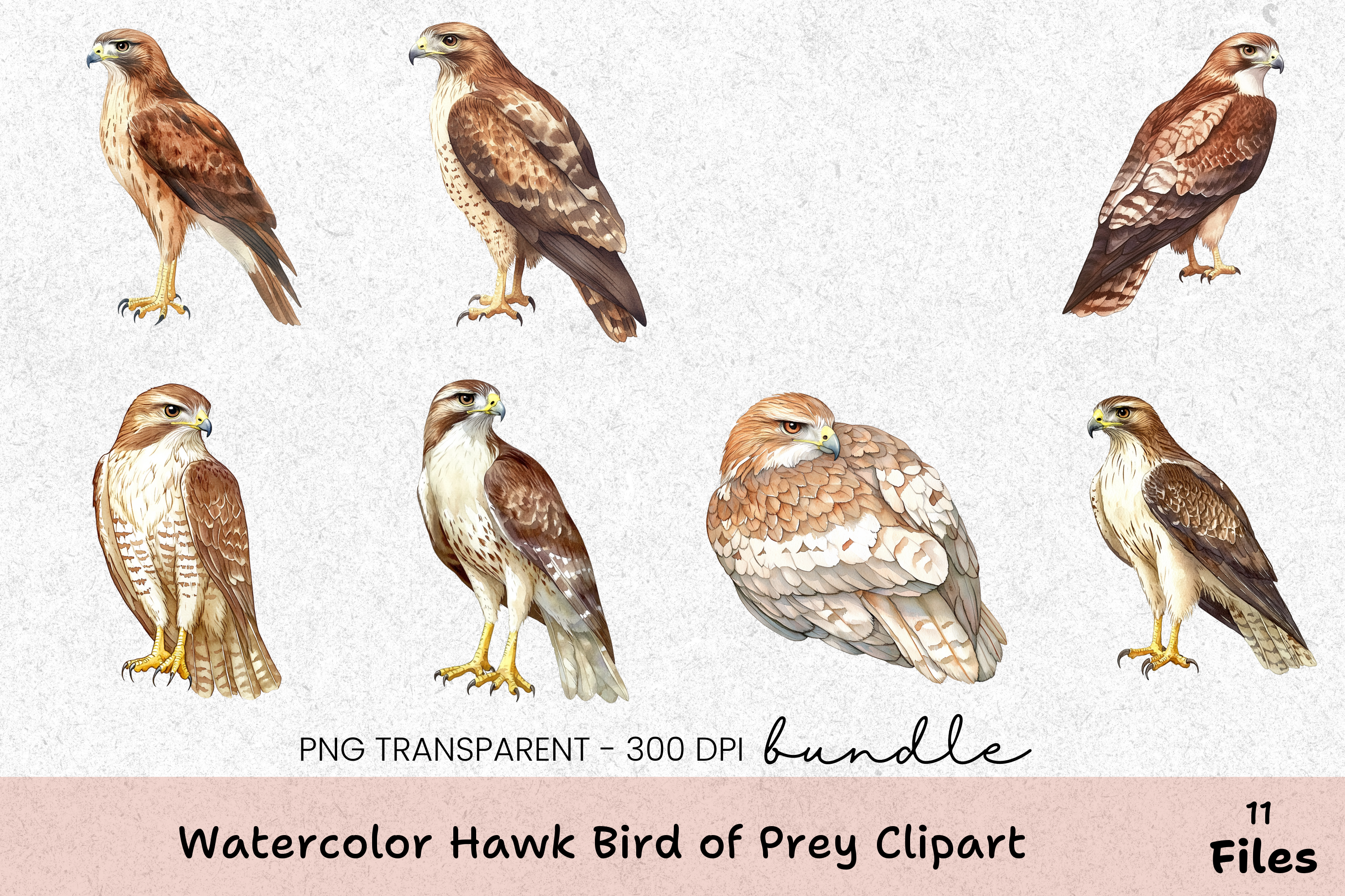 Hawk Bird of Prey Clipart Bundle